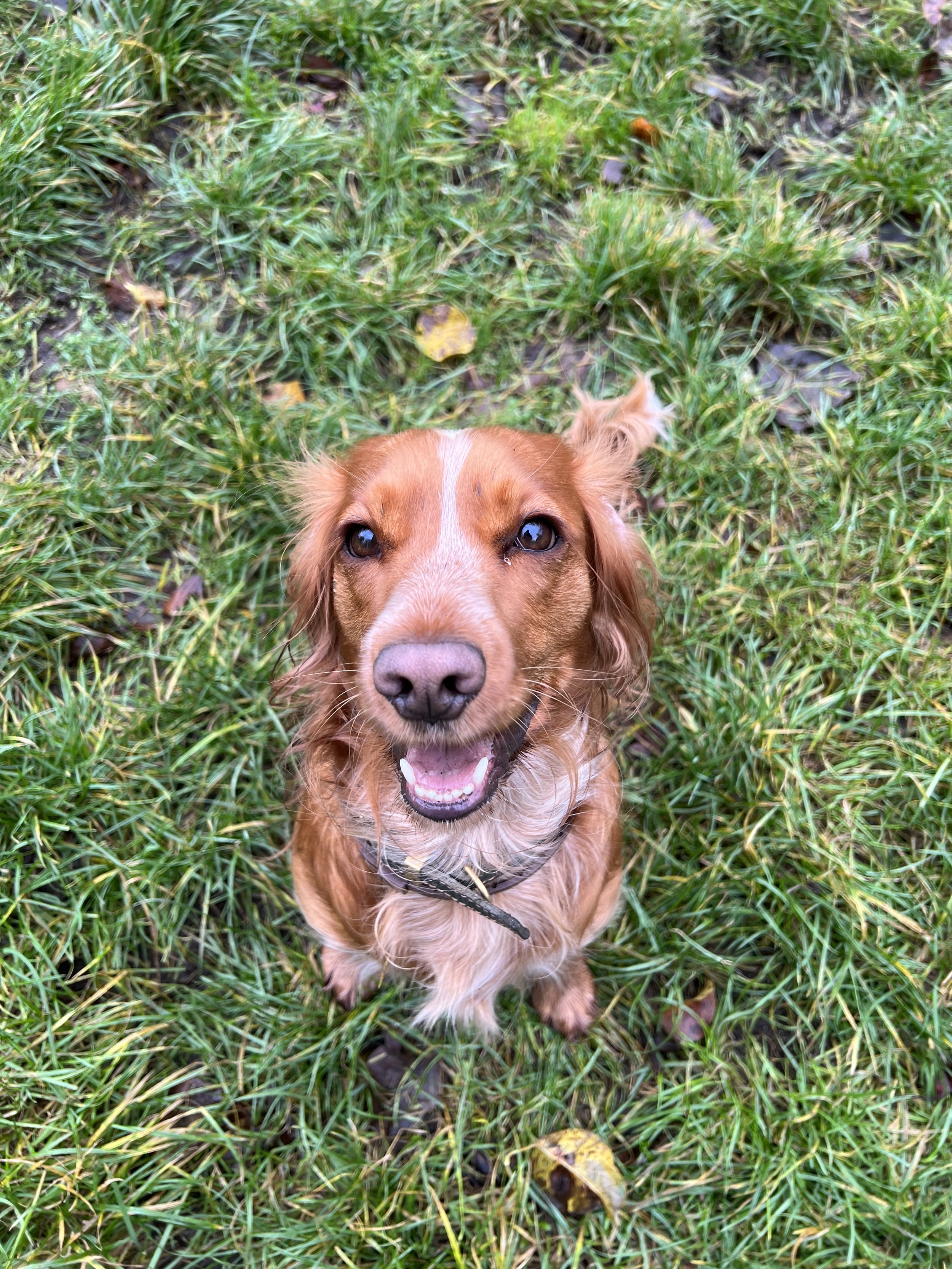 A happy brown dog with eyes looking up, sitting on green grass with some yellow leaves, smiling with an open mouth, in an outdoor setting.