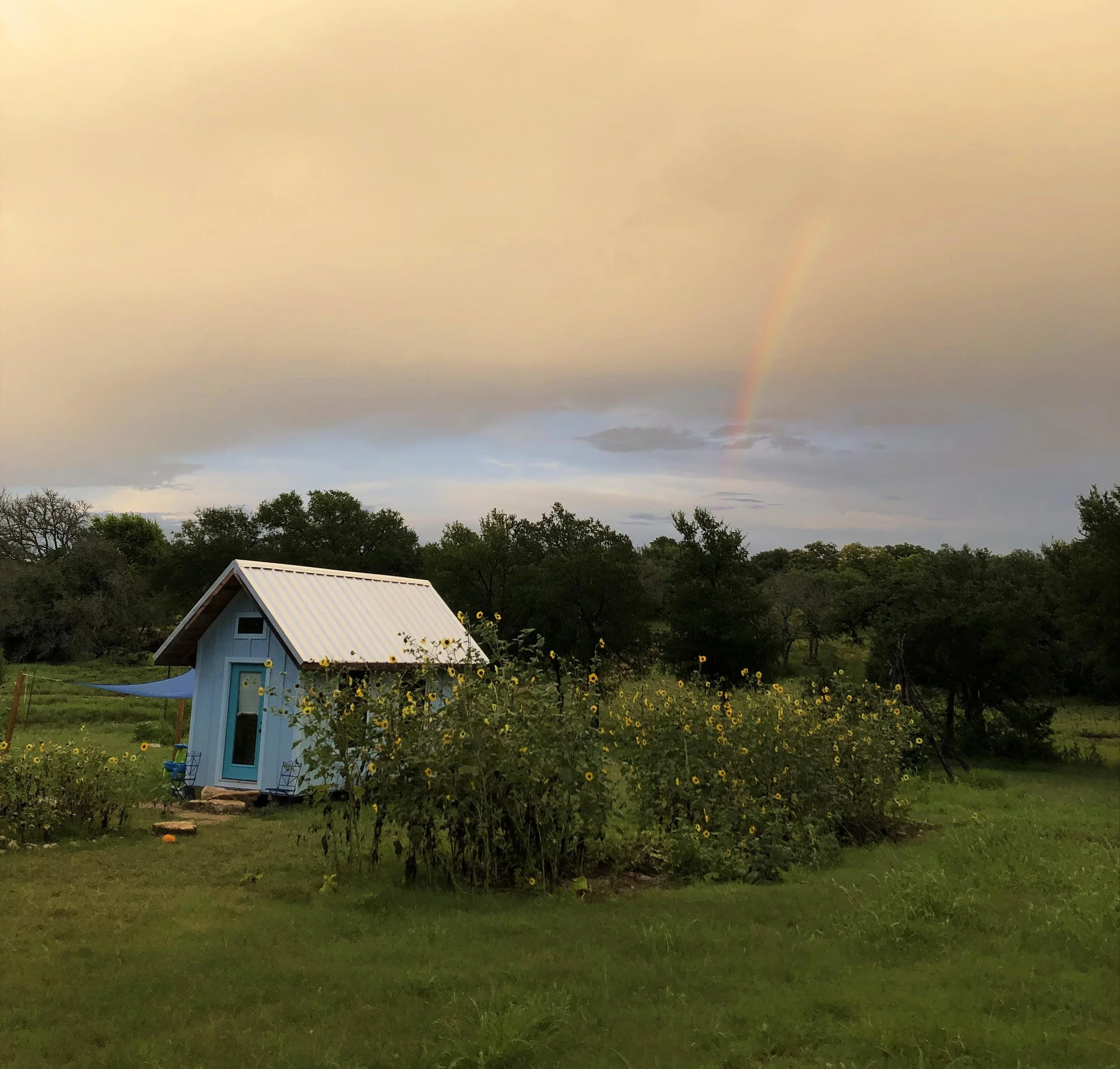 A peaceful rural scene with a blue artist studio, a sunflower garden, trees, and a rainbow in the sky during dusk.