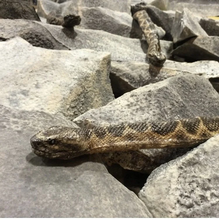 Faux painted stand-in snake for TV series
