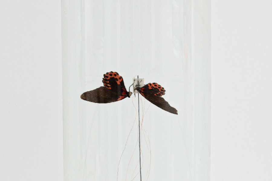 Écailles de papillons