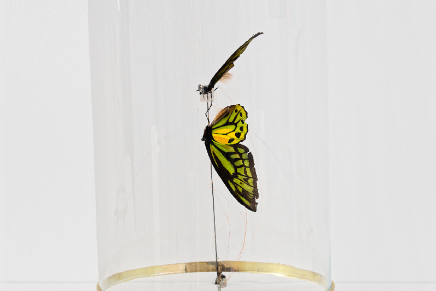 Vivien_Roubaud_Papillon_2.png