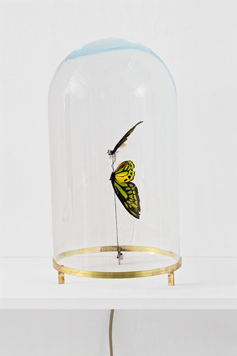 Vivien_Roubaud_Papillon_4.jpg