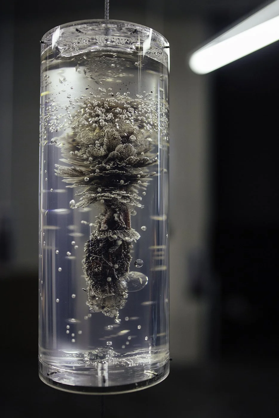 Une bouteille de liquide transparent contenant un corail plongé dans de l'eau, avec des bulles d'air et de la mousse autour.