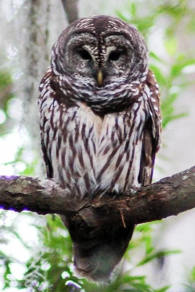 A close-up of a barred owl perched on a tree branch in a forest setting.