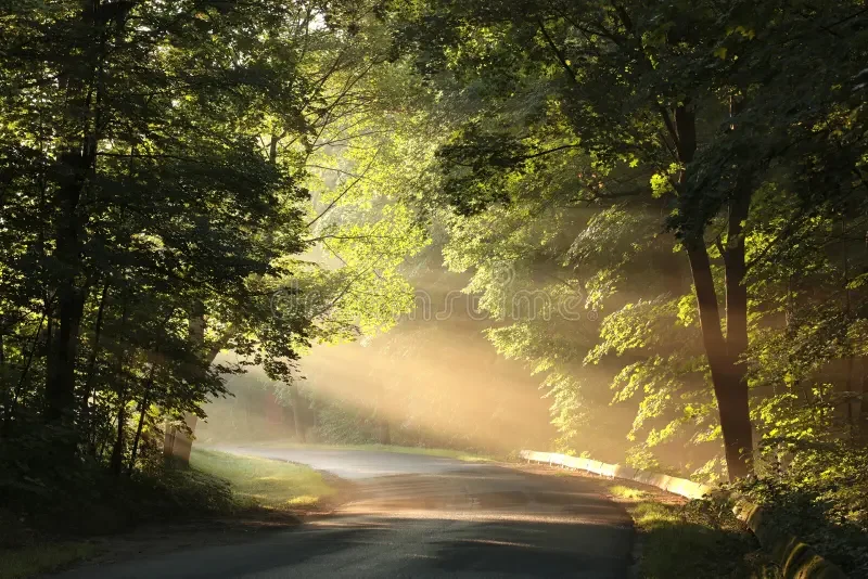A winding road through a lush green forest with sunlight filtering through the trees.