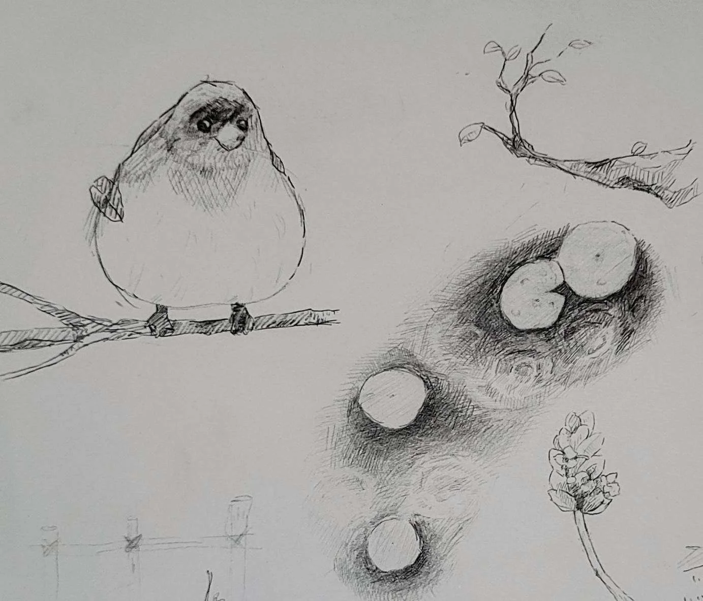 nature study 2021.jpg
