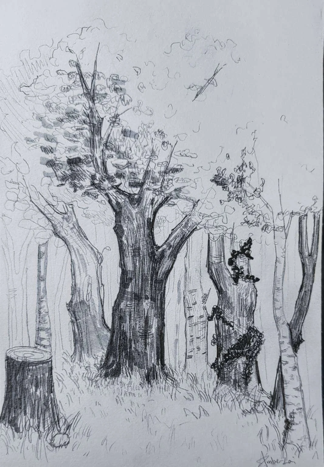 trees.jpg