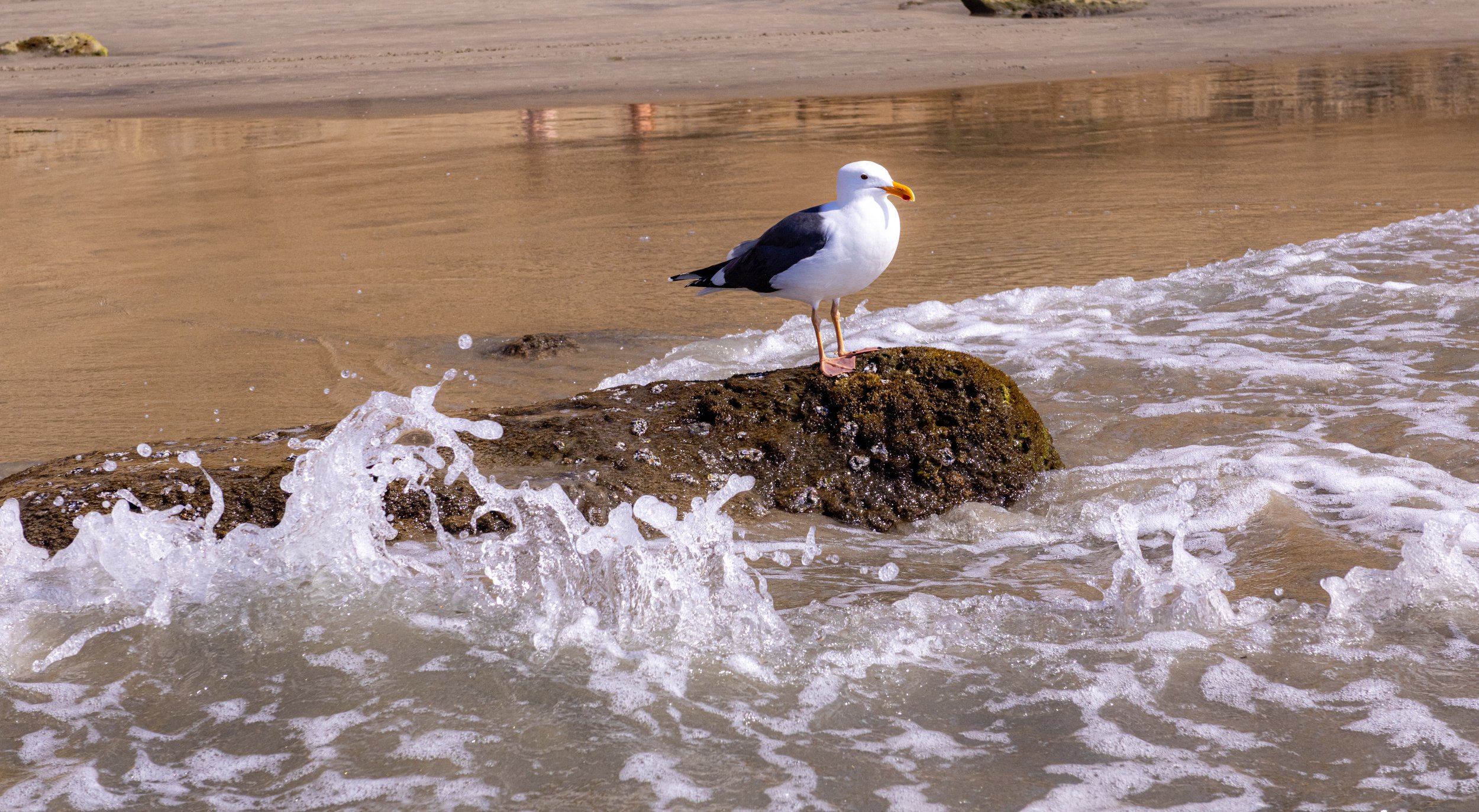 IMG_7616.jpg