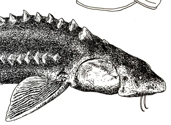 image--25-15.jpg