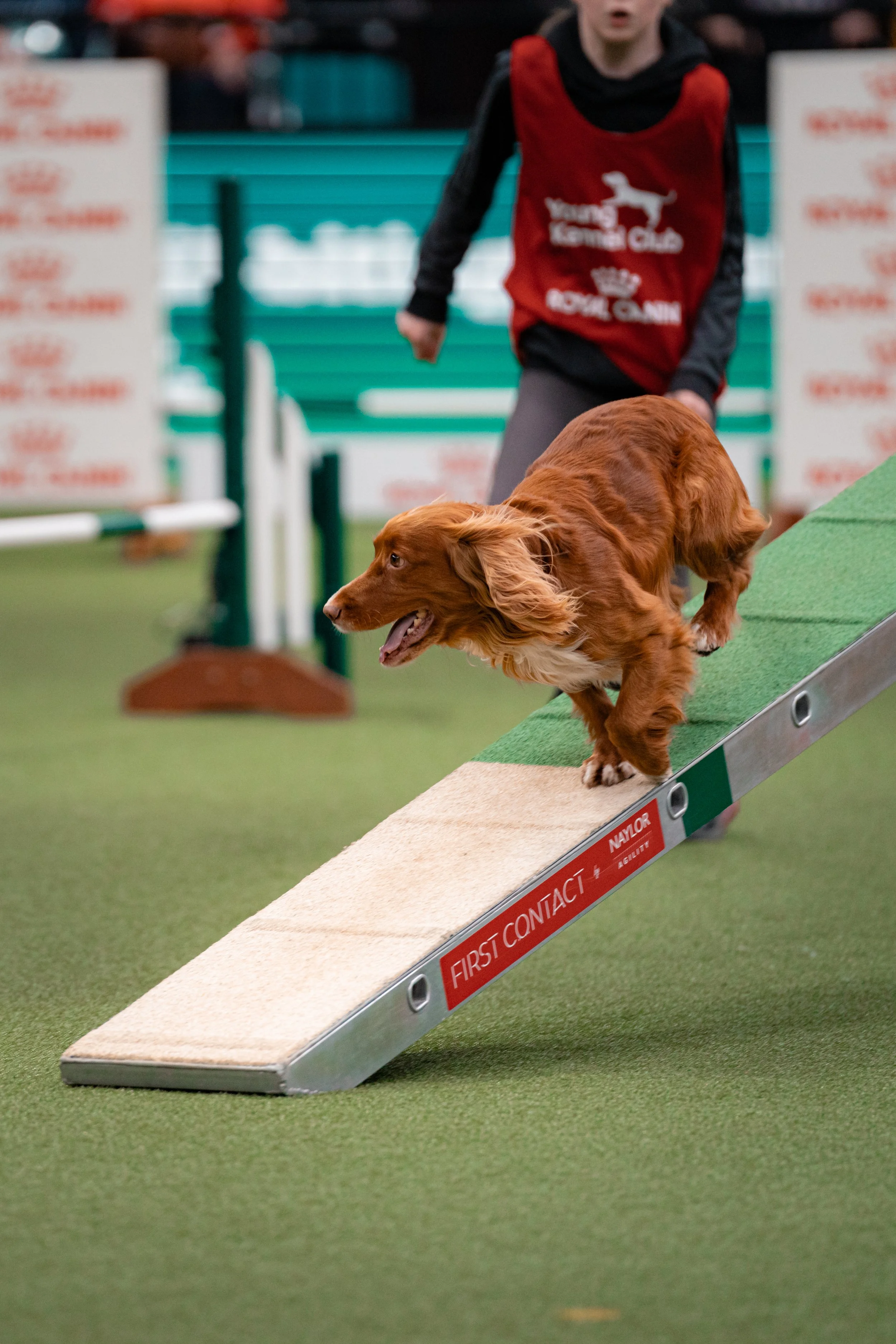 A dog running down a ramp during an agility competition. The dog is a brown, long-haired breed, and there is a person in the background wearing a black and red vest with a logo. The setting appears to be an indoor dog agility course.