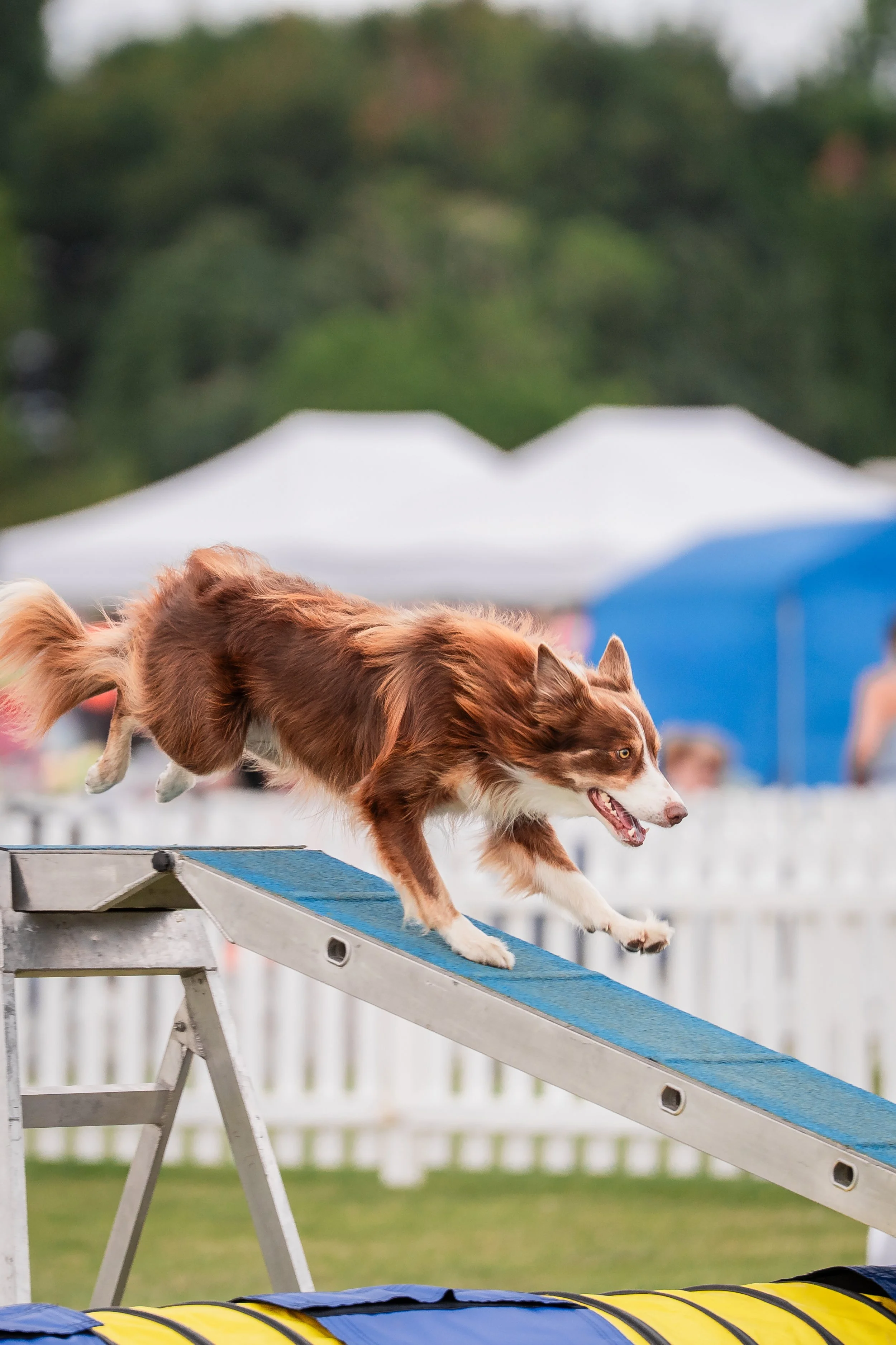 A brown and white dog participating in an agility course, running down a ramp on a grassy field with white fences and tents in the background.