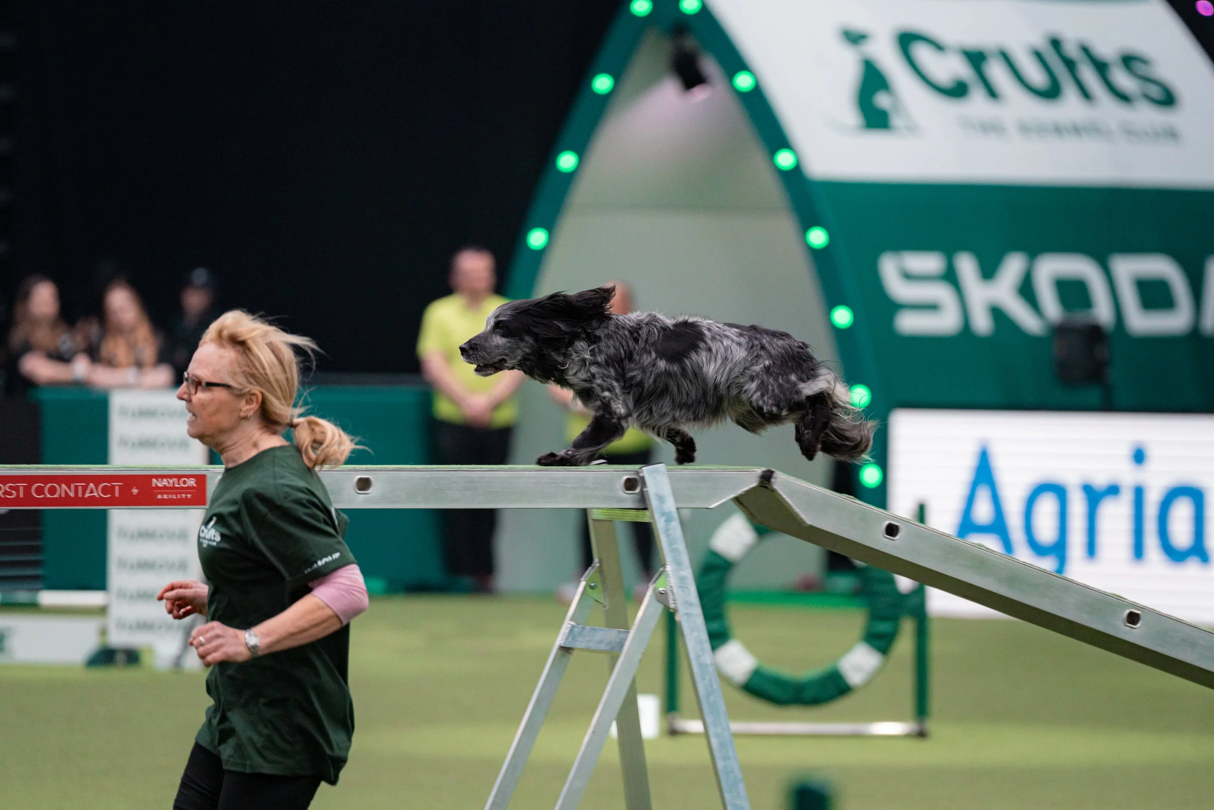 A black and gray dog running down an agility ramp during a competition, with a woman guiding it in an indoor sports arena, with spectators and banners in the background.