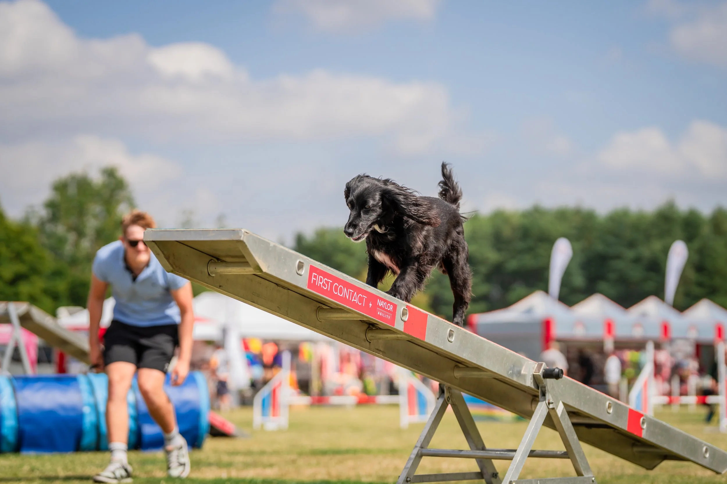 A small black dog is walking down an outdoor agility ramp with a person in the background, participating in a dog agility event on a grassy field with tents and trees under a partly cloudy sky.