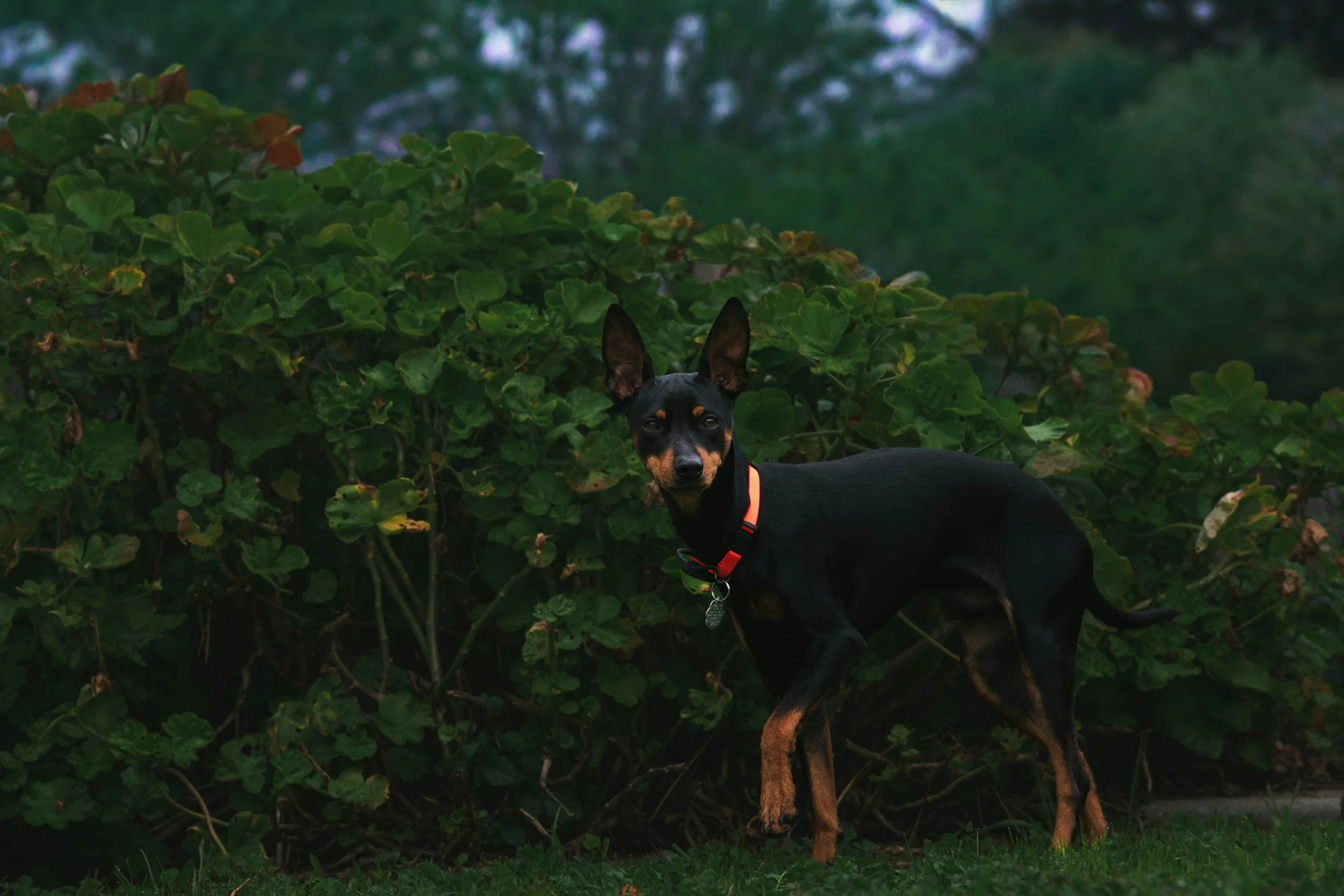 A black and tan dog with large ears standing in front of green bushes and trees, wearing an orange collar.