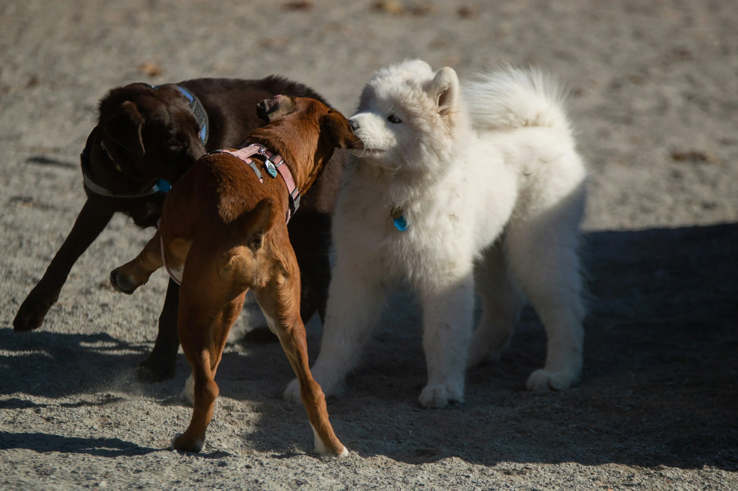 Three puppies, two brown and one white, are playing together on a sandy surface, with the brown puppies touching noses and the white puppy standing nearby.