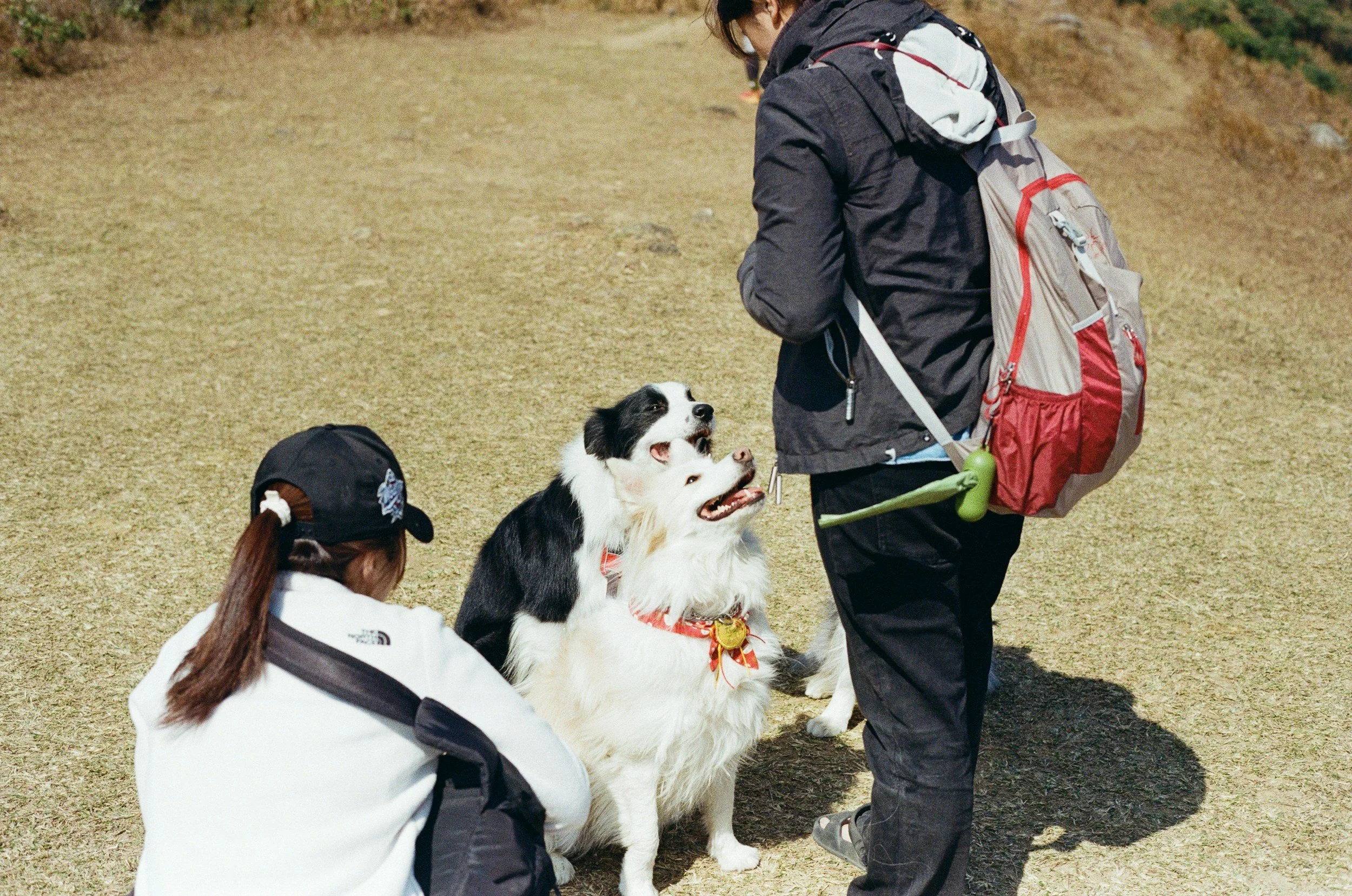 Person in outdoor gear with backpack interacting with three dogs, including a black and white Border Collie, a brown and white dog, and a dog wearing a cap, on a grassy trail.