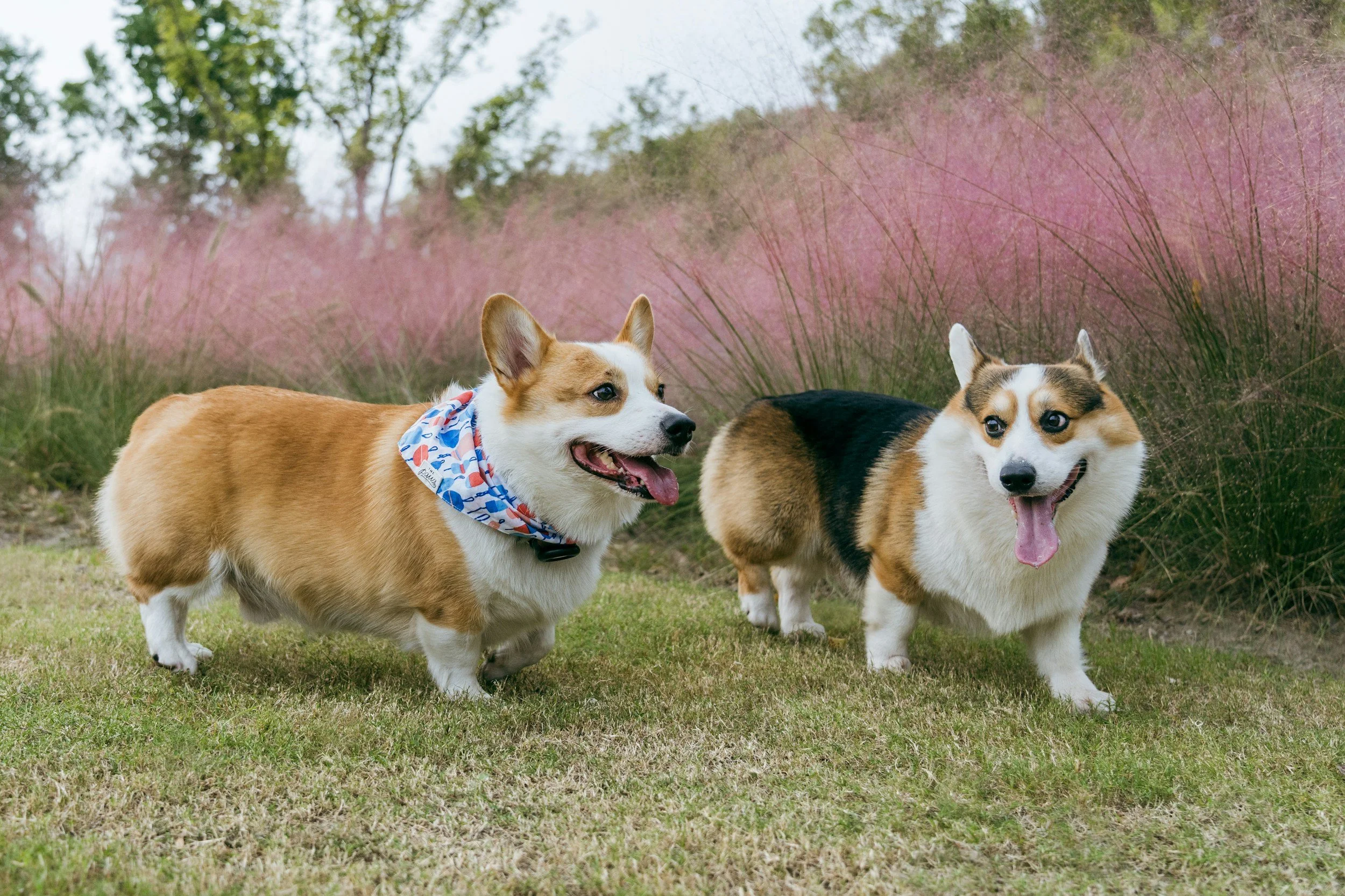 Two Welsh Corgis standing on grass in a park area with pink and green foliage in the background.