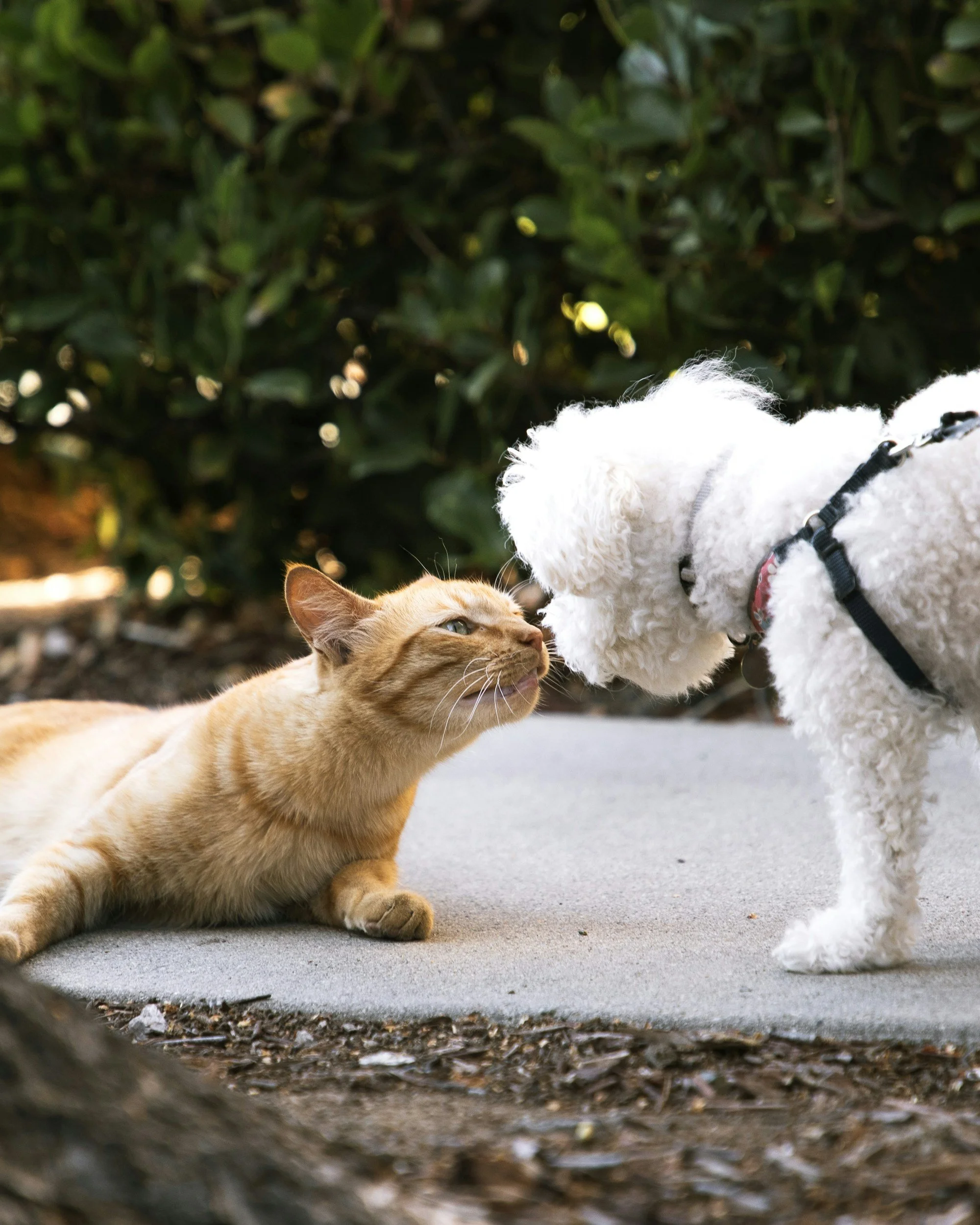 A ginger cat and a white dog with curly fur meet outdoors on a paved surface with green bushes in the background, touching noses.