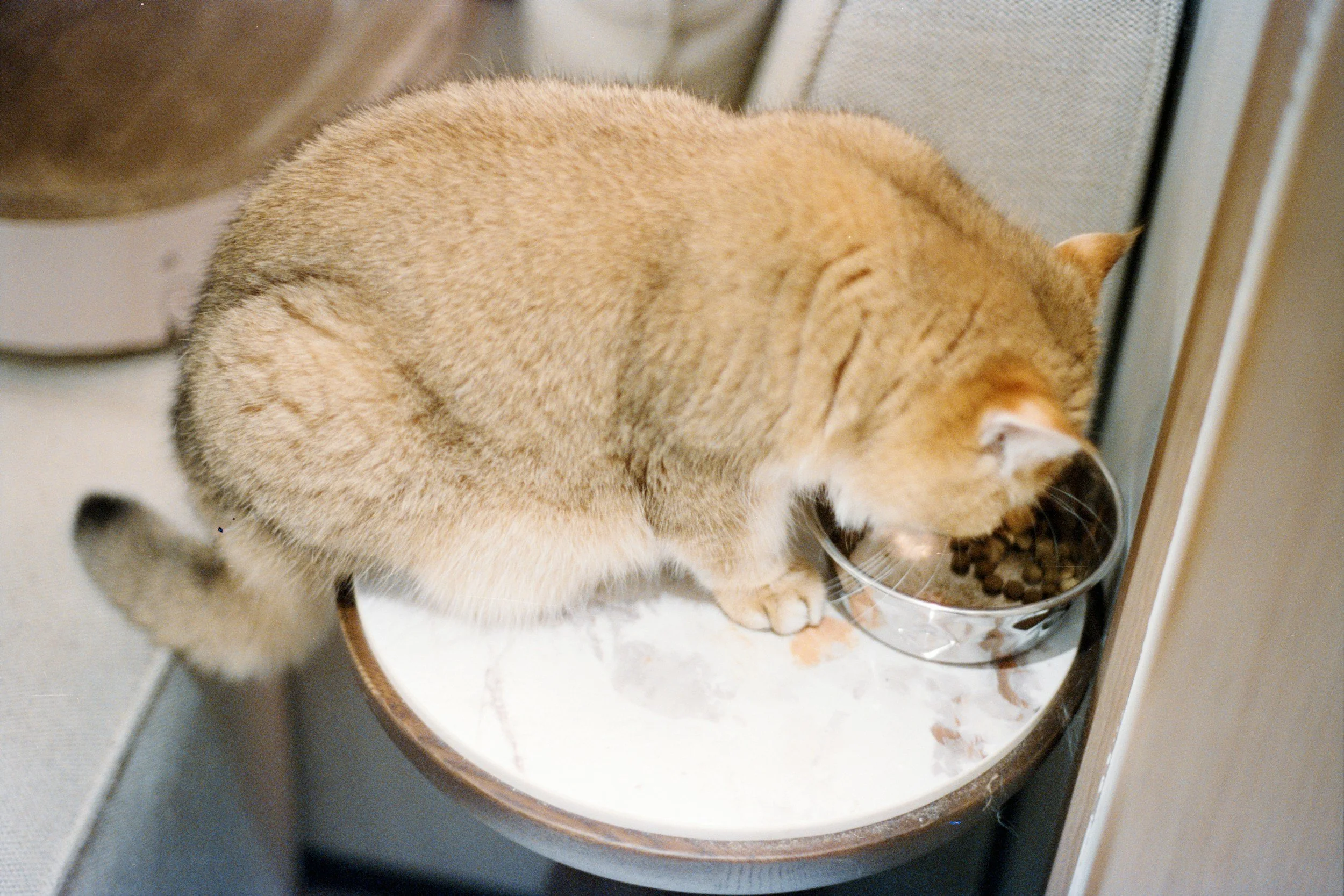 An orange tabby cat eating food from a metal bowl on a white countertop.