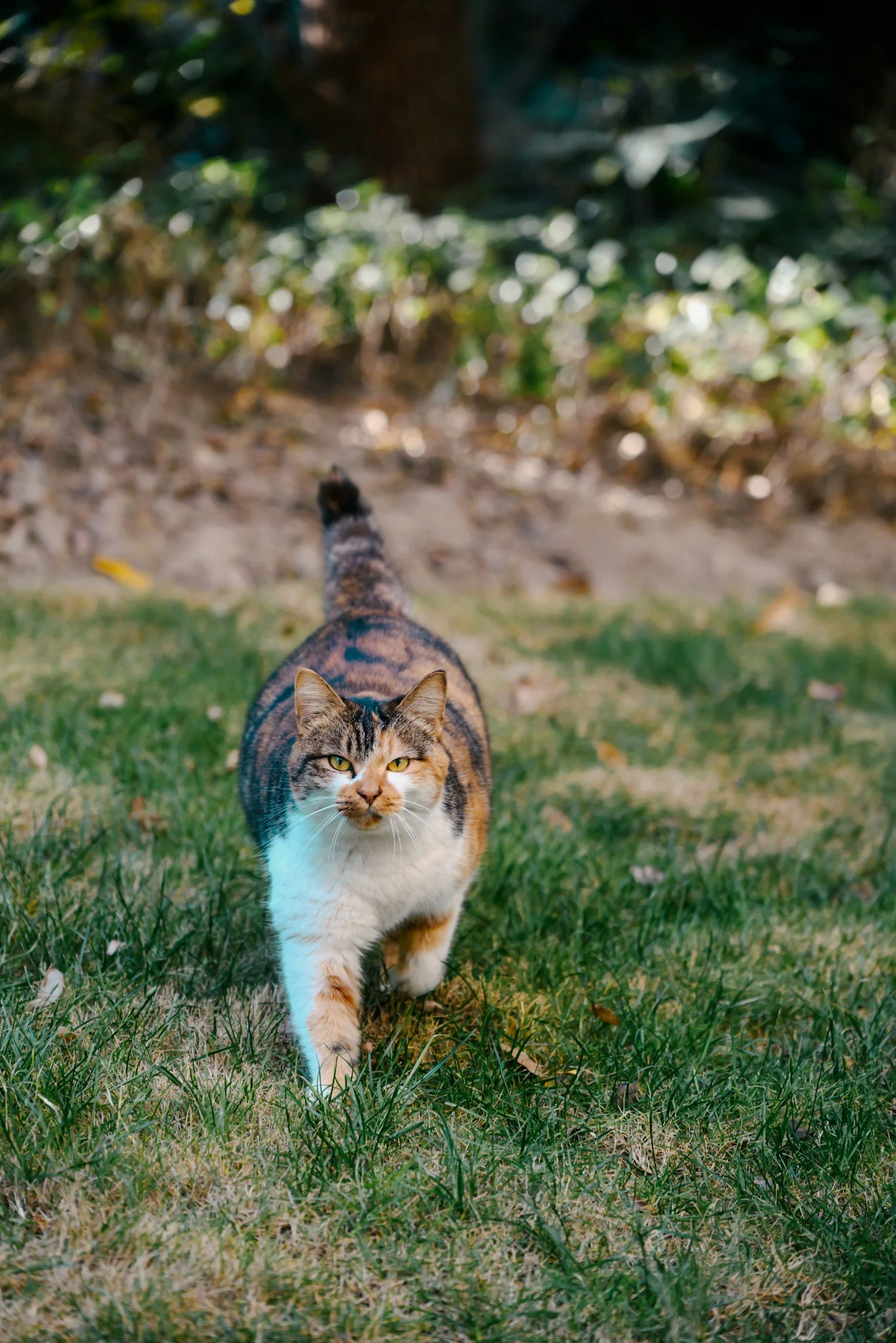 A calico cat walking on grass in a backyard with trees and foliage in the background.