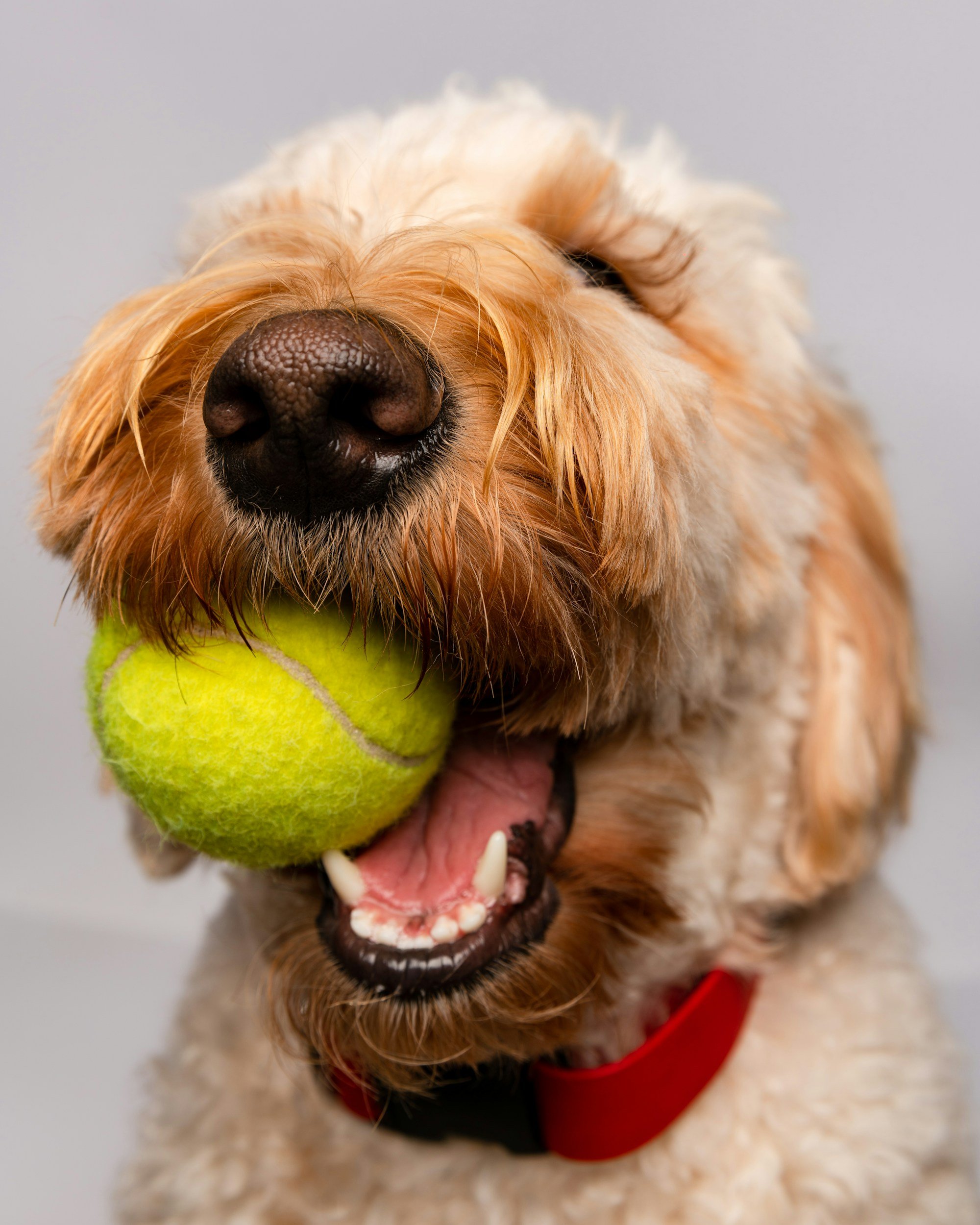 A golden retriever dog with a yellow tennis ball in its mouth, showing its teeth and tongue, and wearing a red collar.