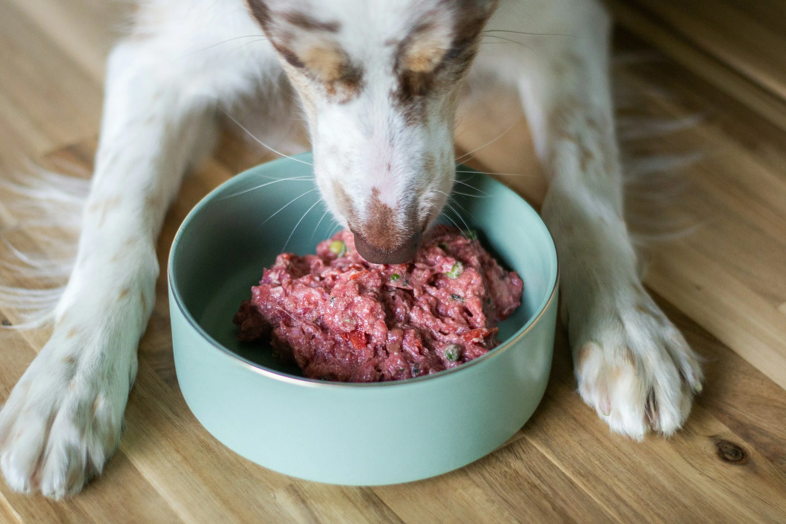 A dog with white fur and light brown spots eating from a light green bowl filled with raw meat on a wooden floor.