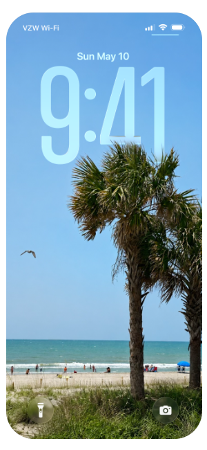 Beach Palm Trees