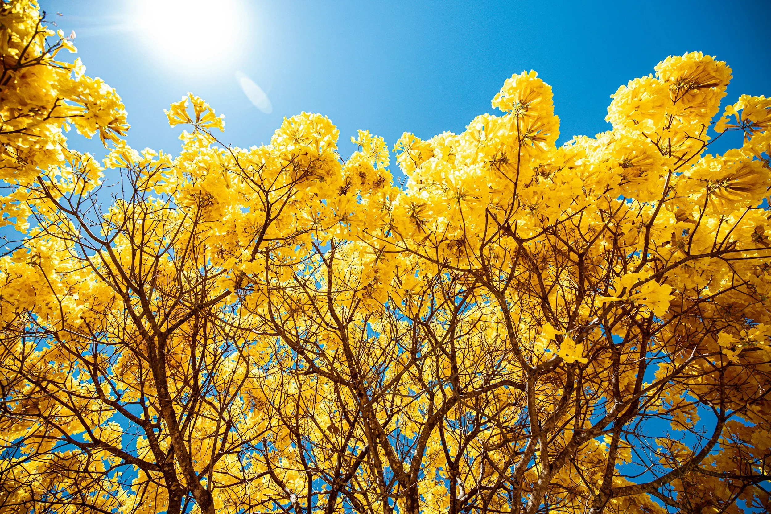 Yellow flowering tree against a clear blue sky with the sun shining.