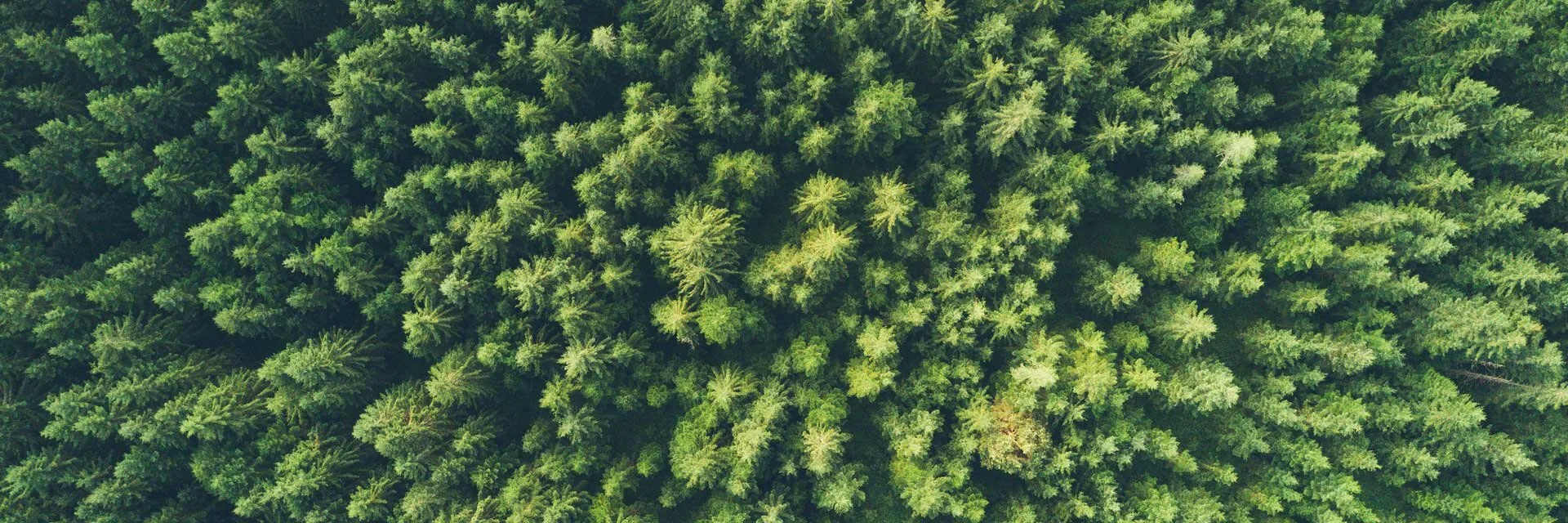 Tree Canada Partnership