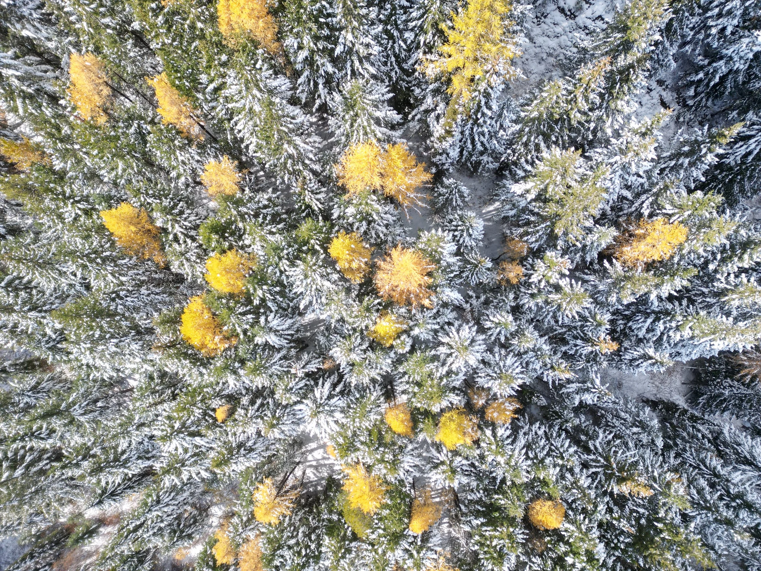 Snowy Fall Pines