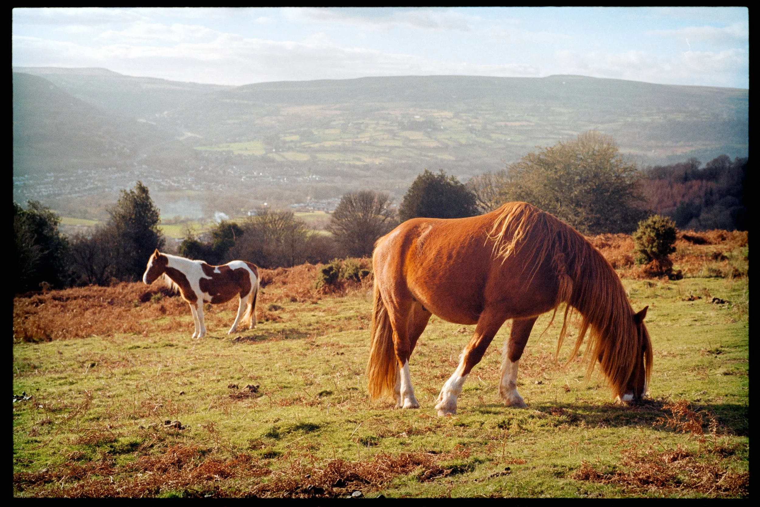 horses wales 35mm photography