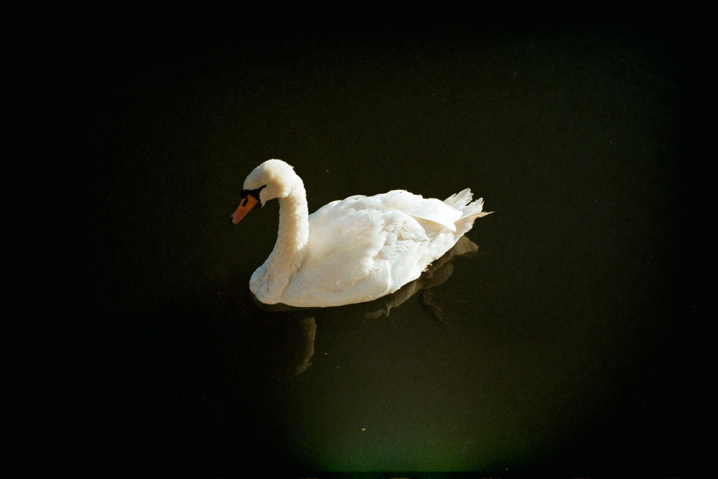 swan stratford upon avon.jpg