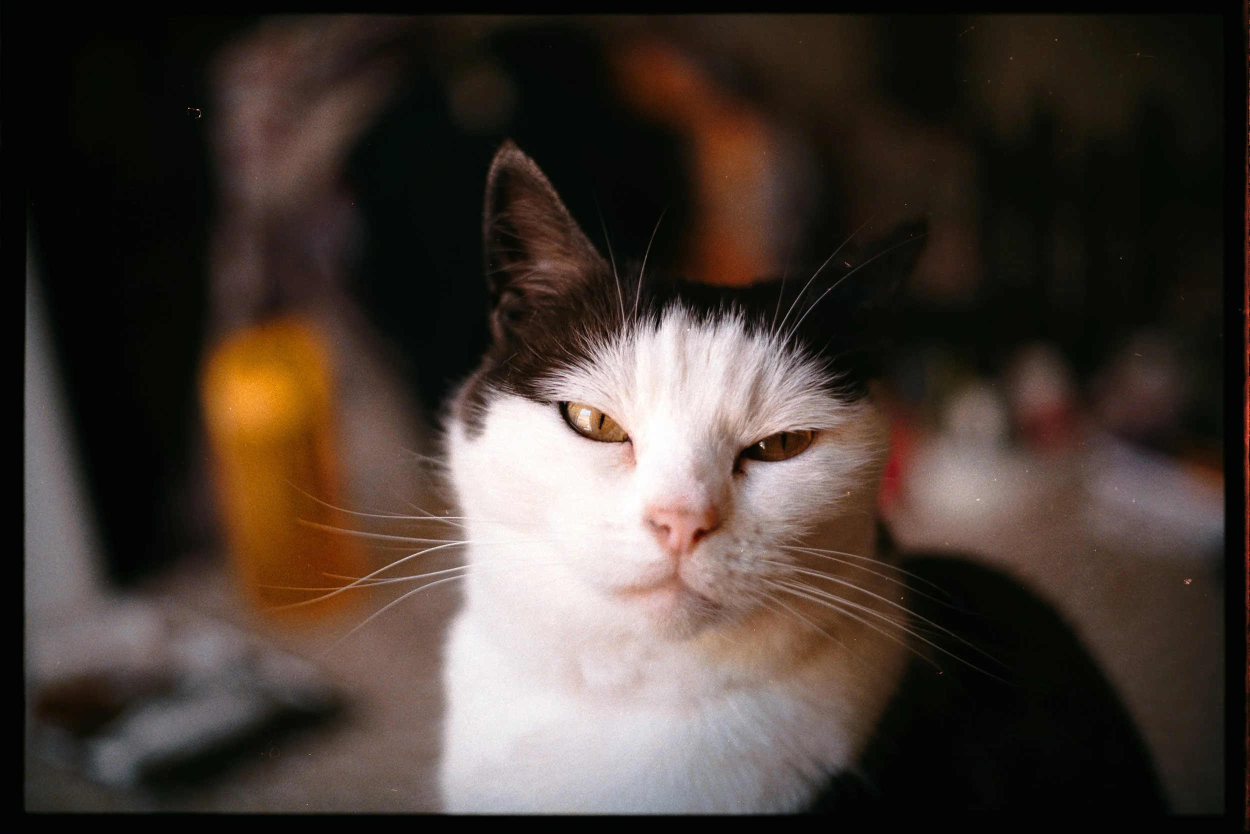 pet cat film 35mm photography
