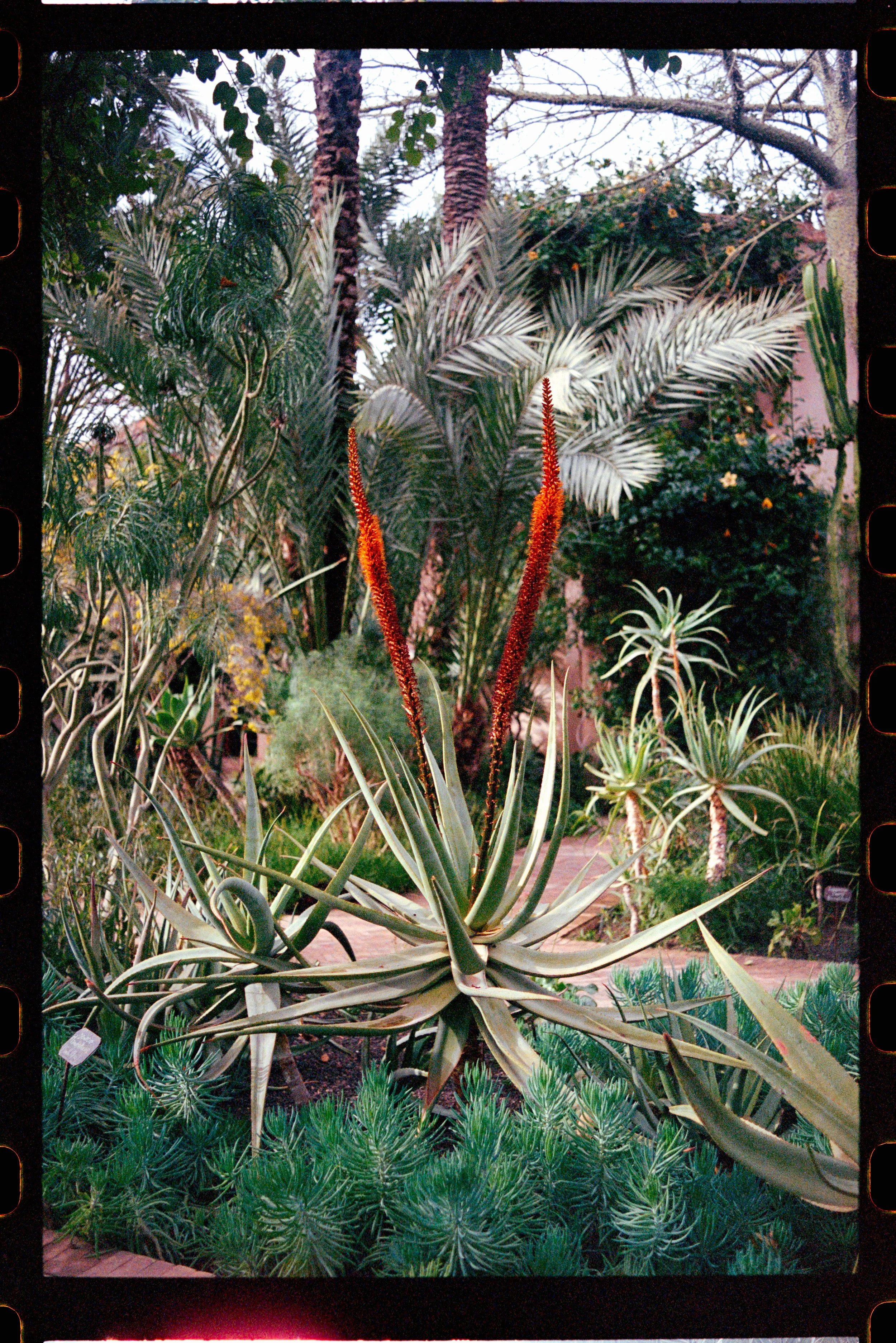 travel plant morocco 35mm photography