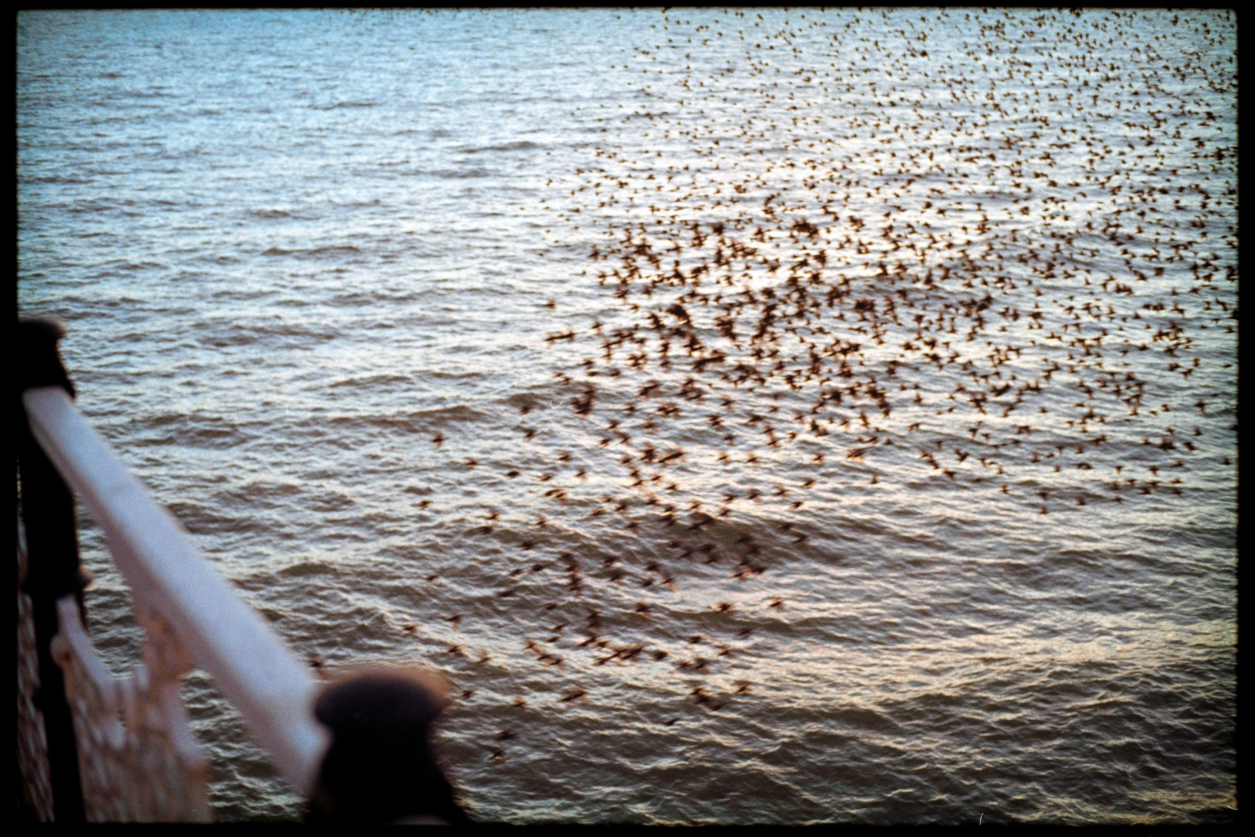 starling brighton film photography