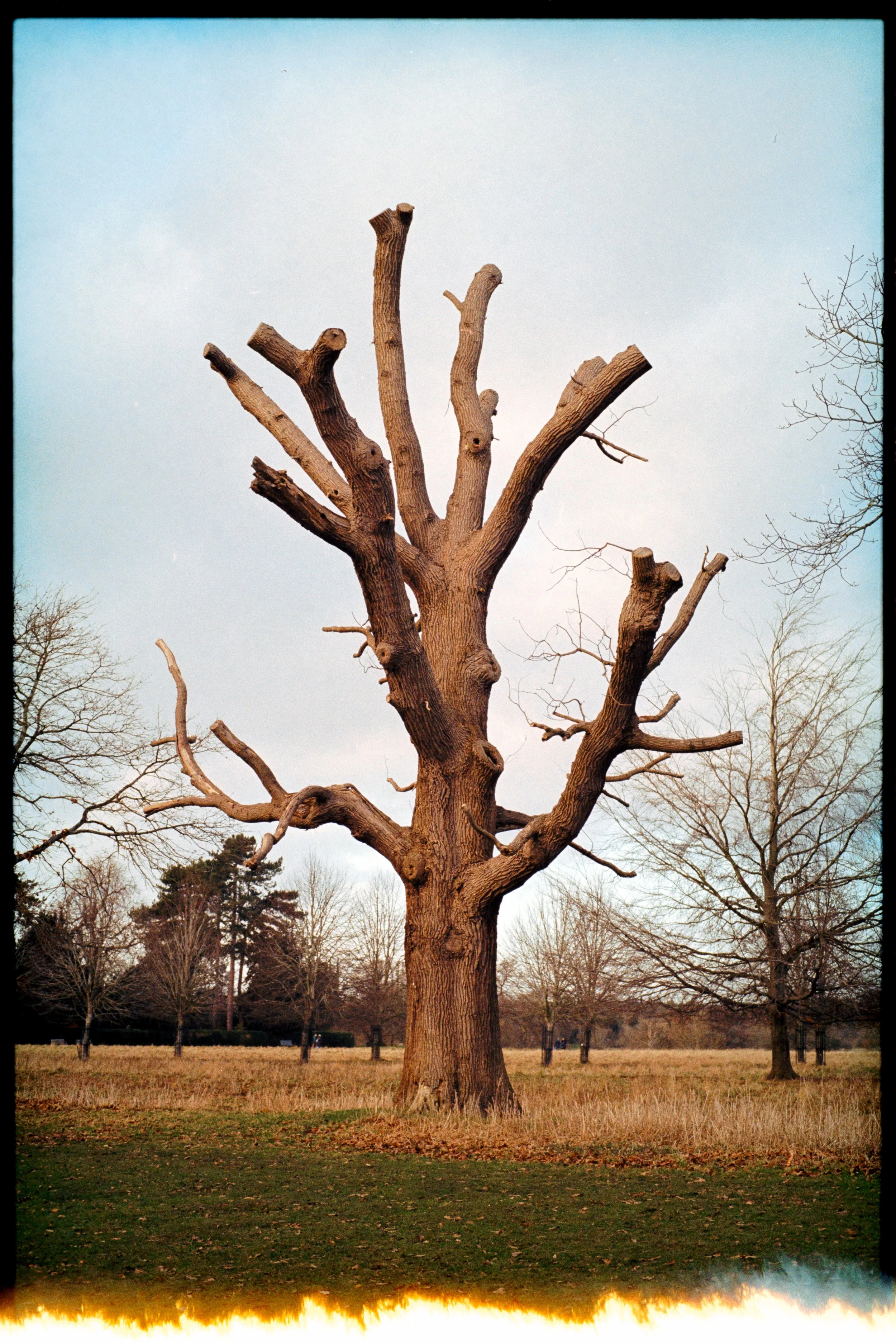 tree nature 35mm film photogrpahy