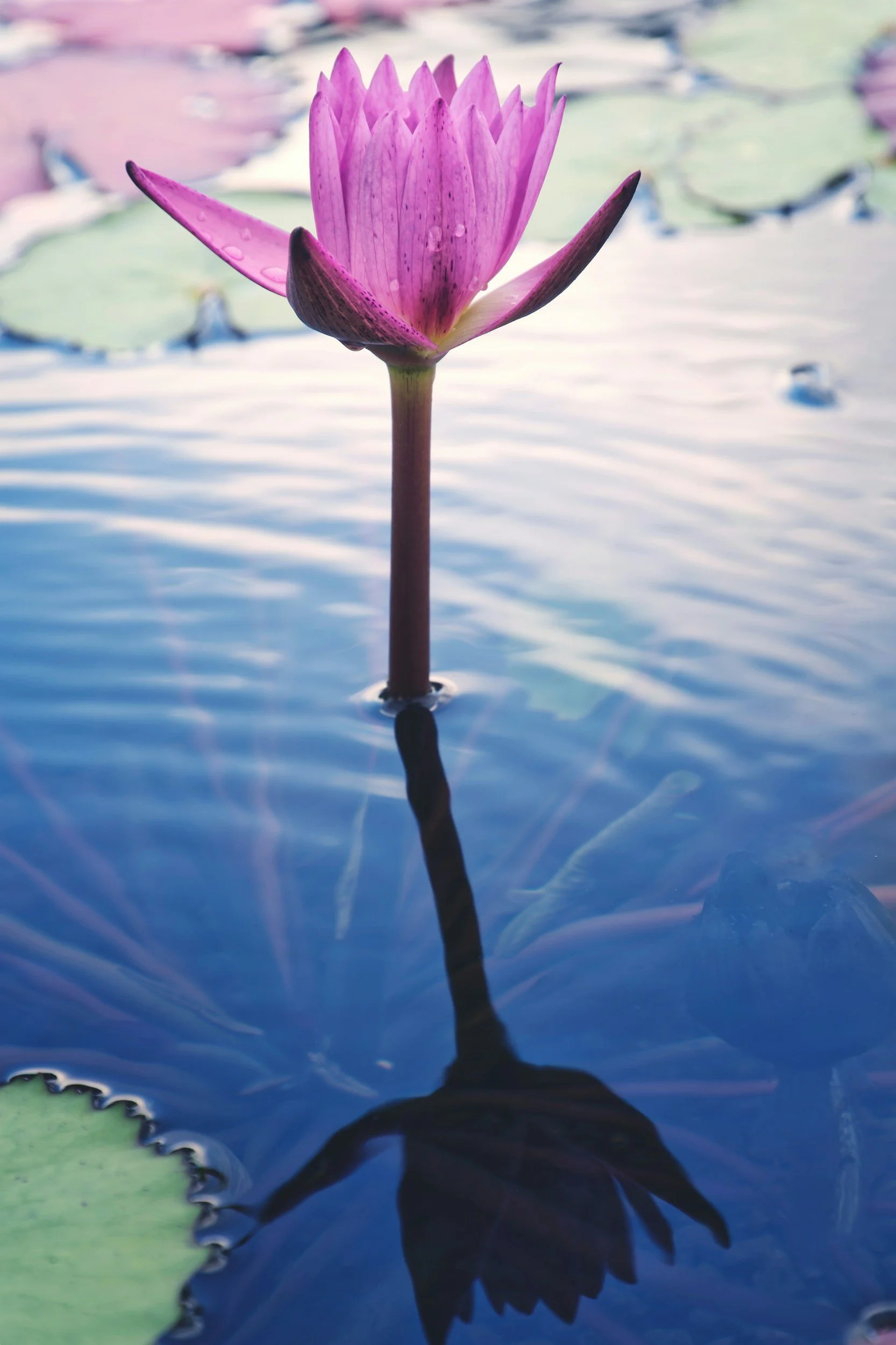 A pink water lily flower floating on water with lily pads in the background.