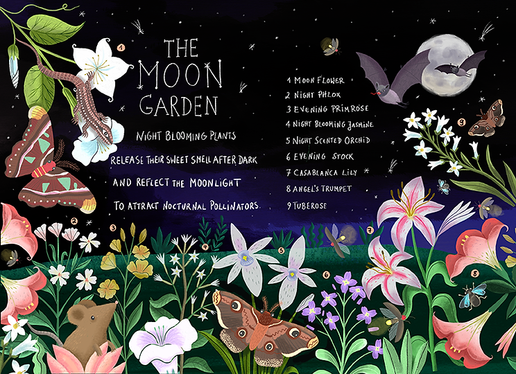 Night garden illustrated book page by editorial illustrator Stephanie Hofmann