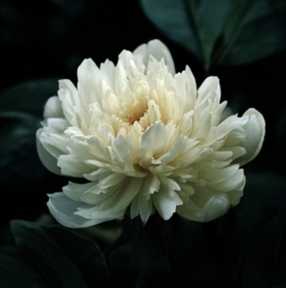 White peony flower with dark green leaves in the background