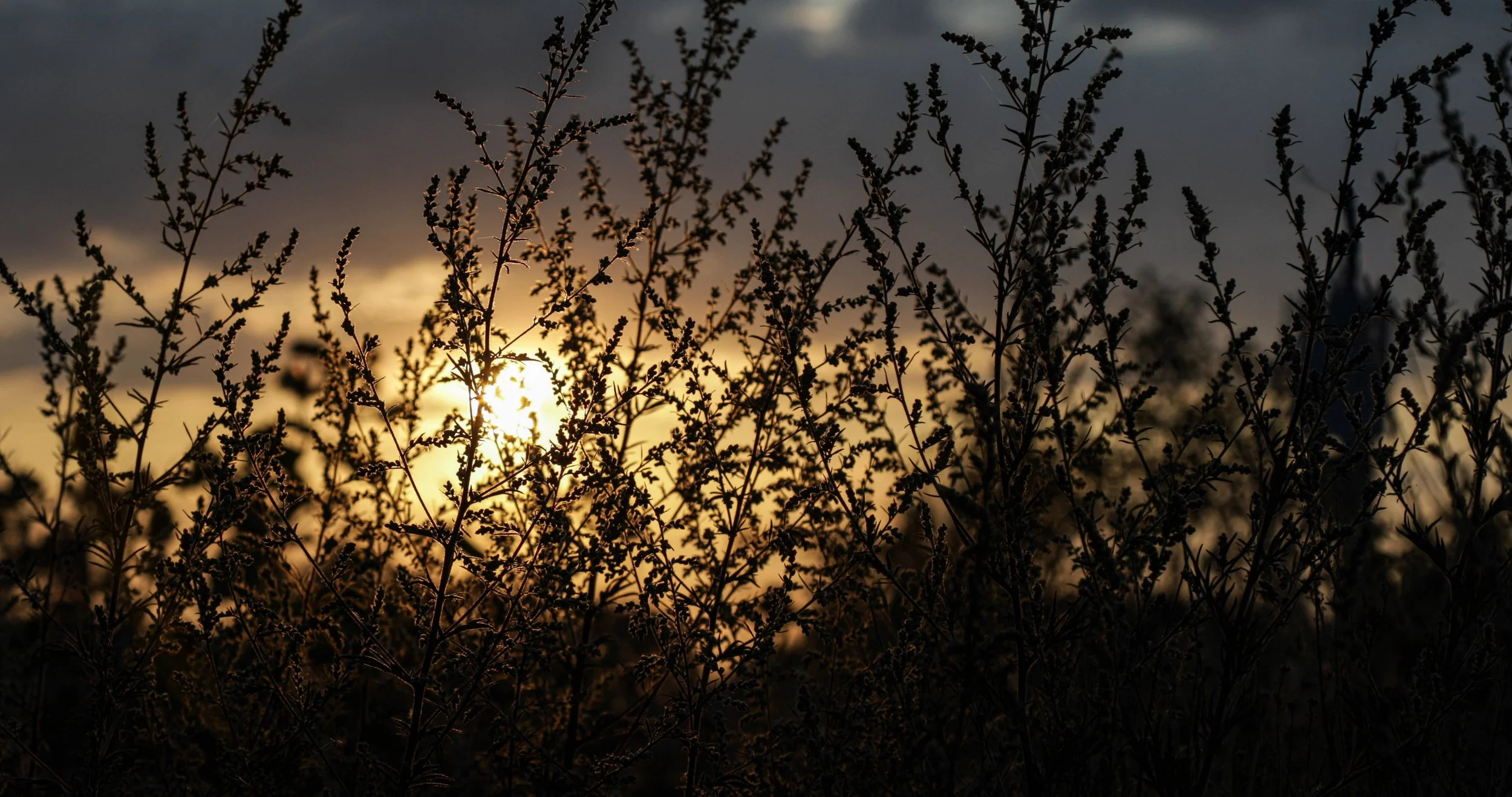 Sun setting behind tall grasses and wildflowers at dusk