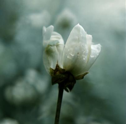 Close-up of a white flower in bloom with a blurred background.