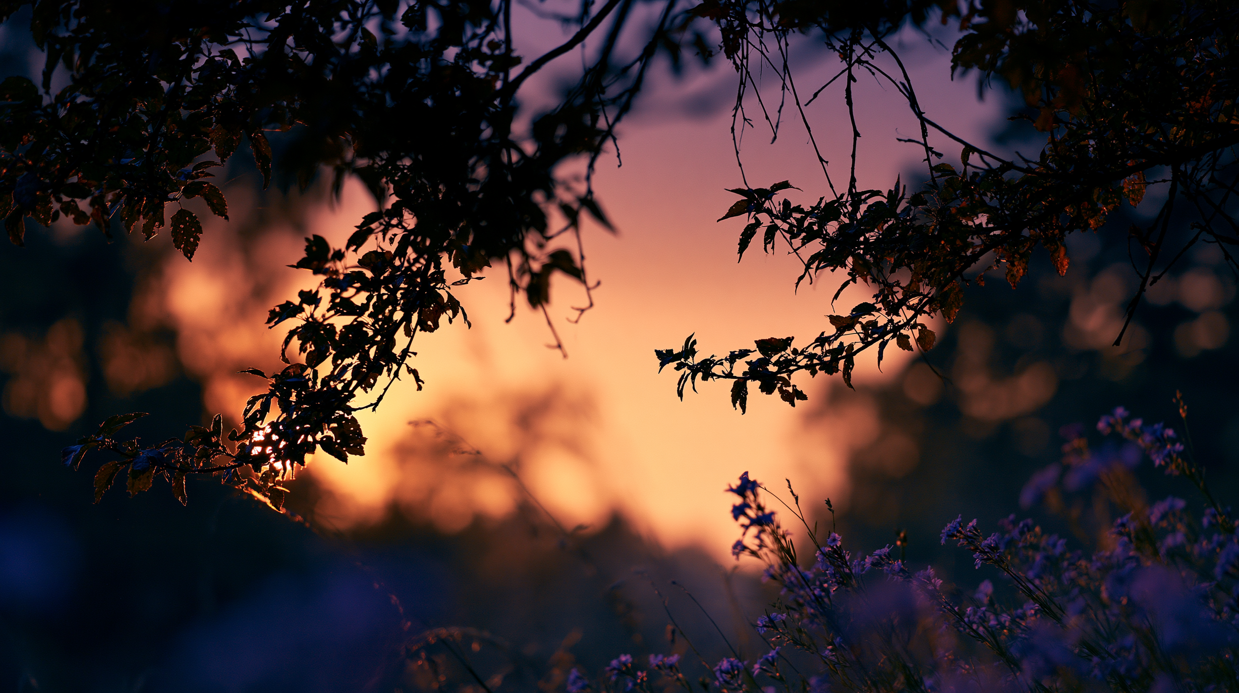 Silhouetted branches against a glowing sunset sky