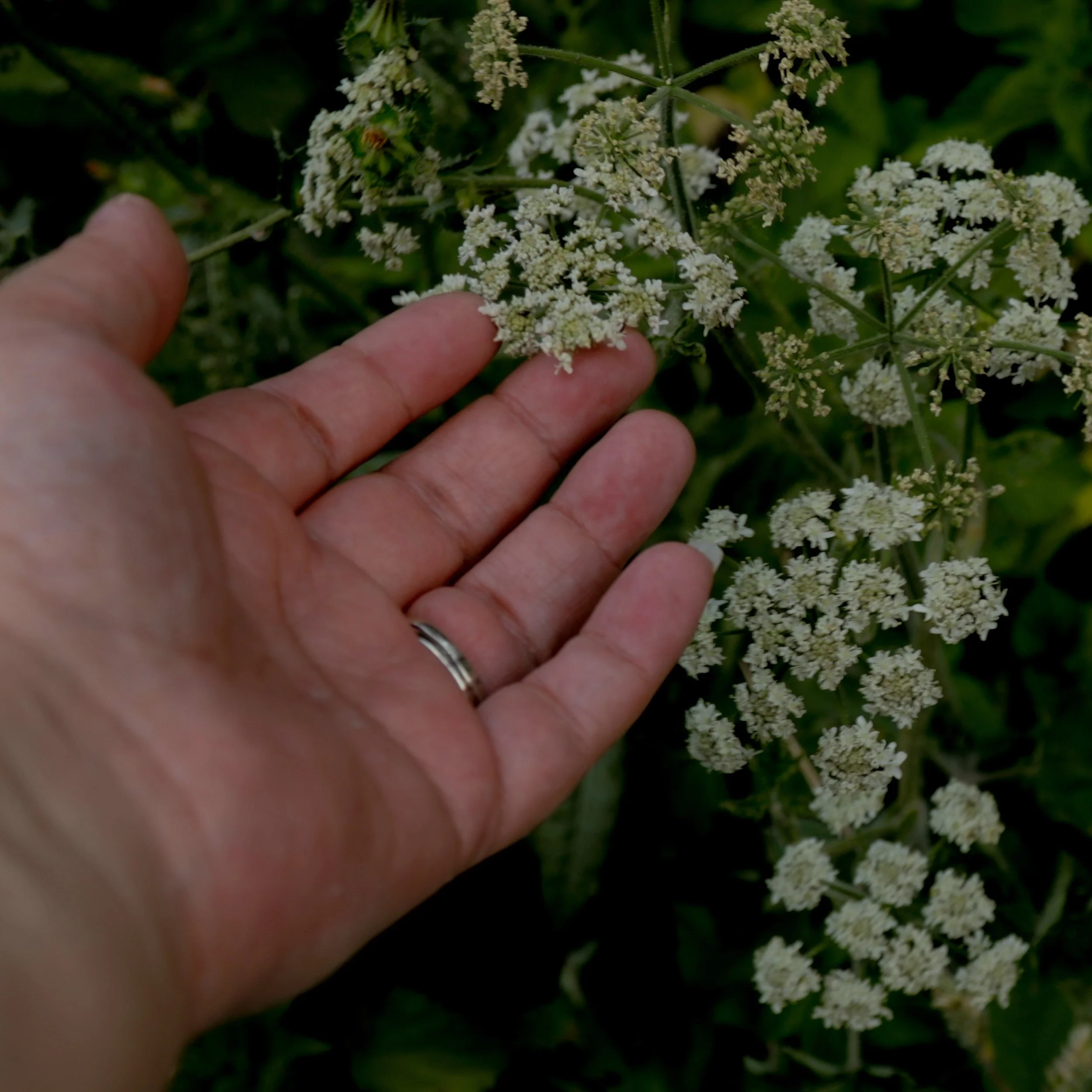 Hand reaching toward small white wildflowers
