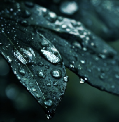 Close-up of a green leaf with water droplets on its surface.