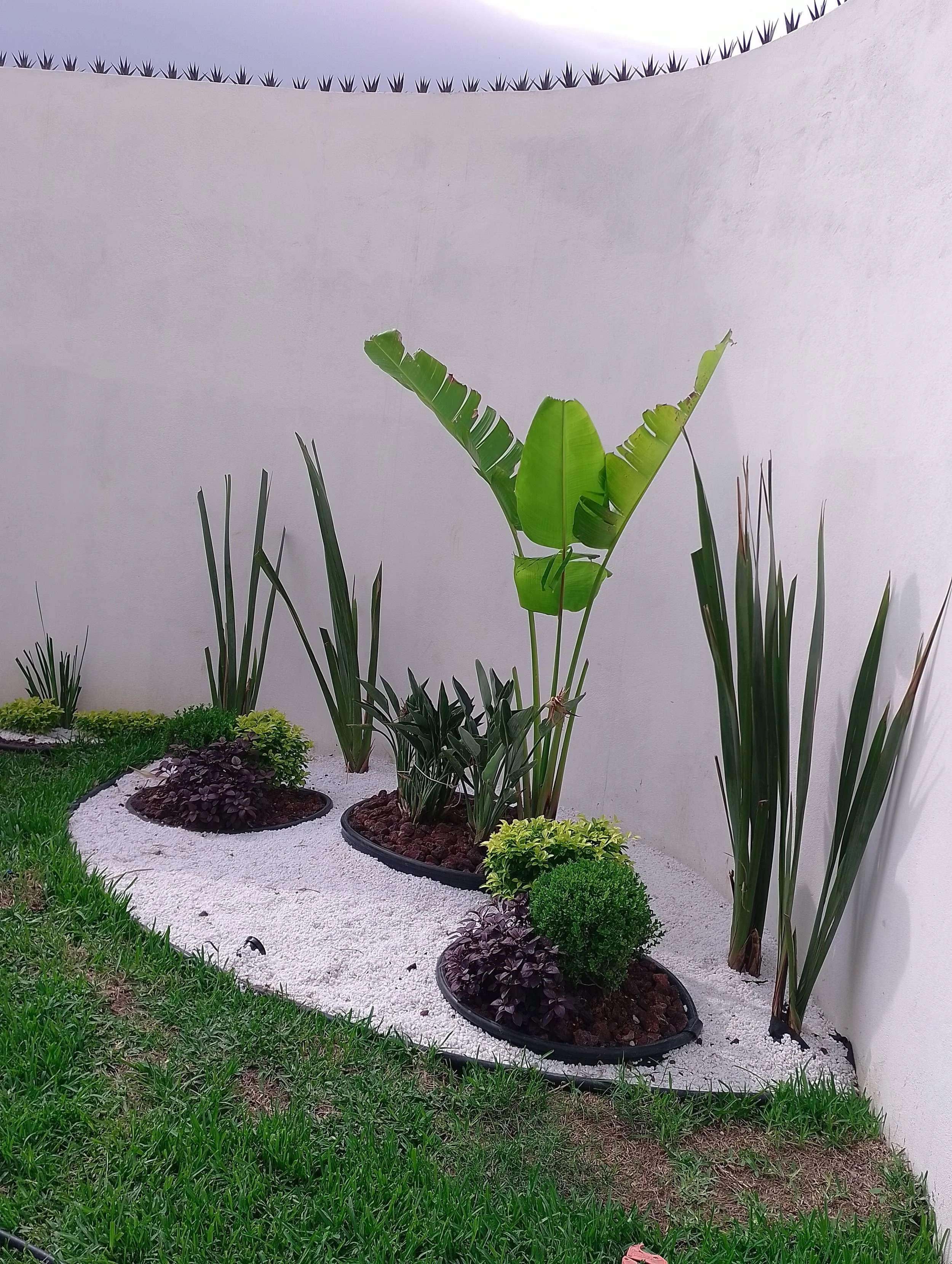 Un jardín con plantas en macetas decorativas sobre arena blanca, rodeado de césped verde y una pared blanca con plantas en la parte superior.