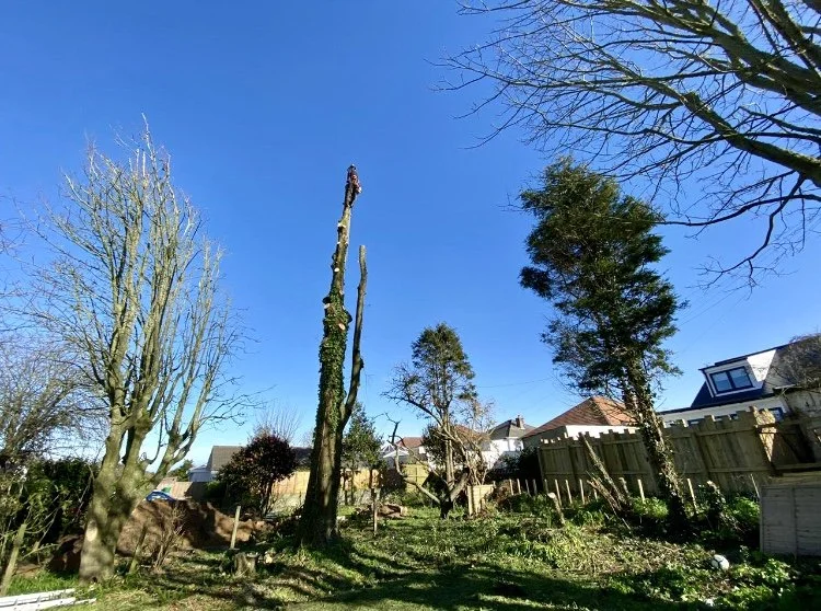 Backyard with tall trees, some damaged, under a clear blue sky.