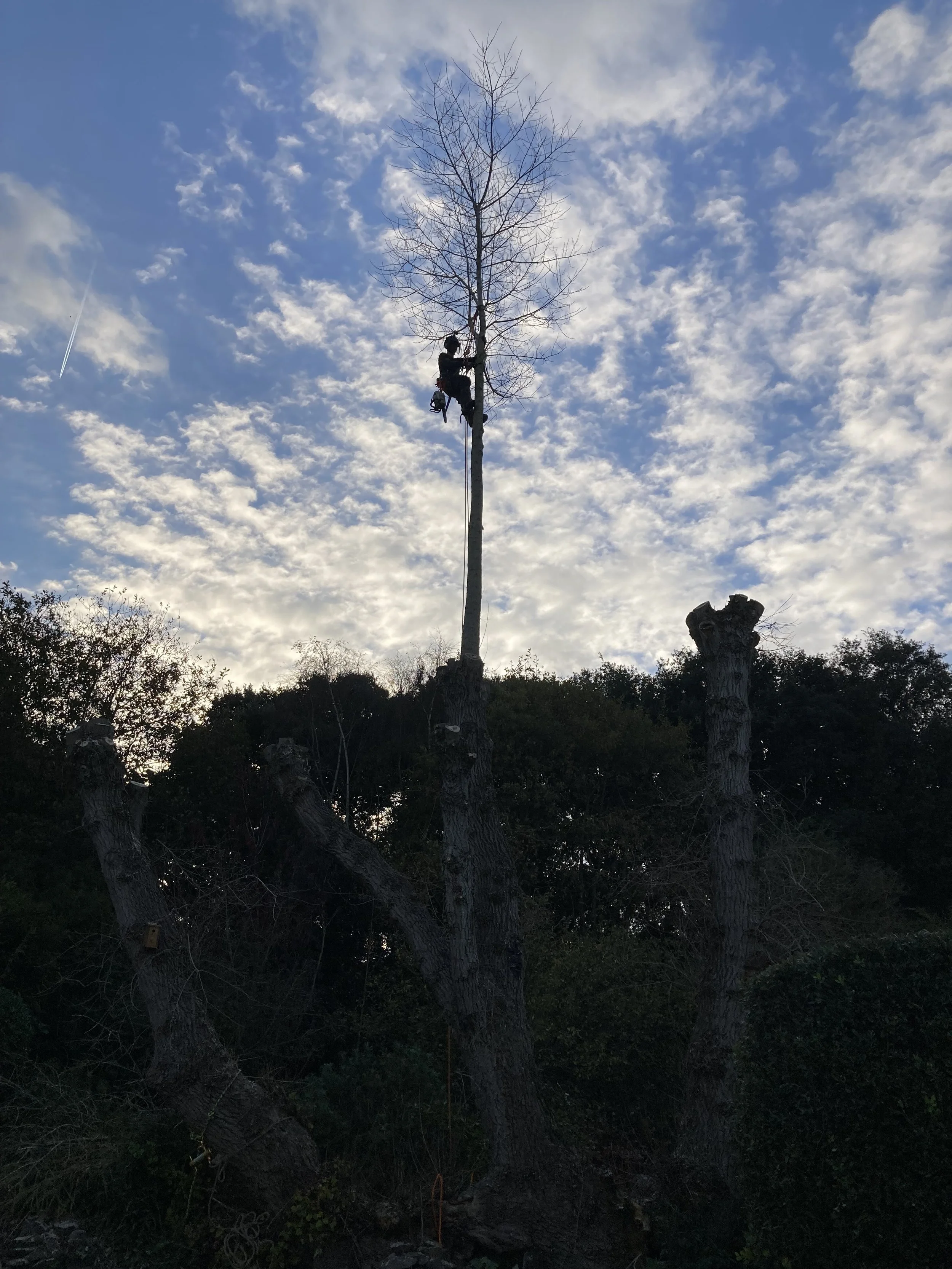 A person climbing a tall, leafless tree with a harness, against a partly cloudy sky during daytime.
