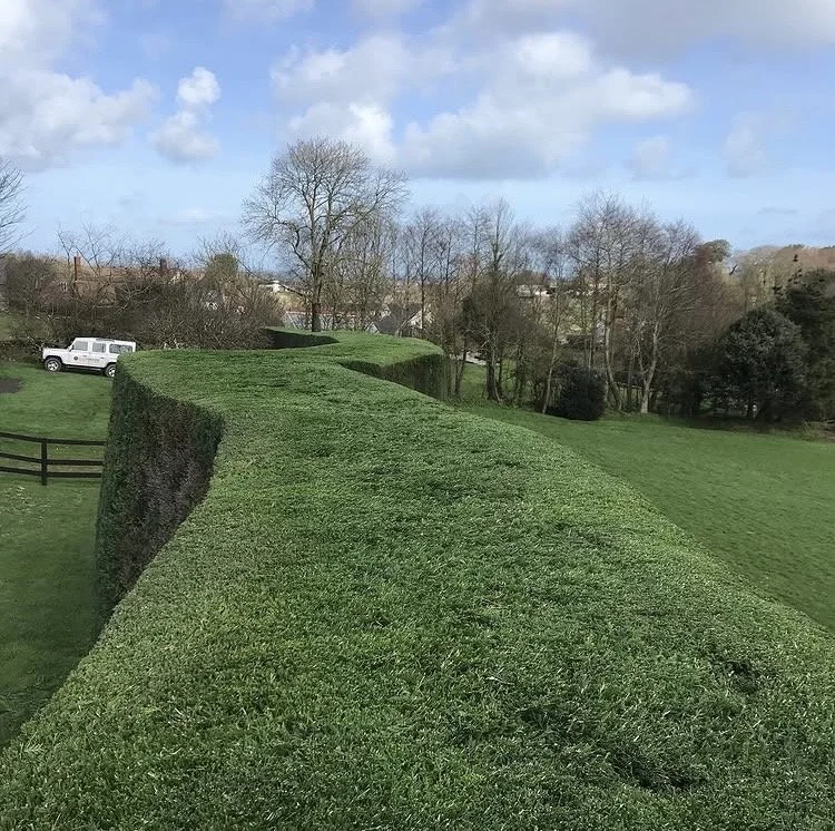 A well-manicured hedge shaped with a unique undulating design in a green yard with trees and houses in the background.
