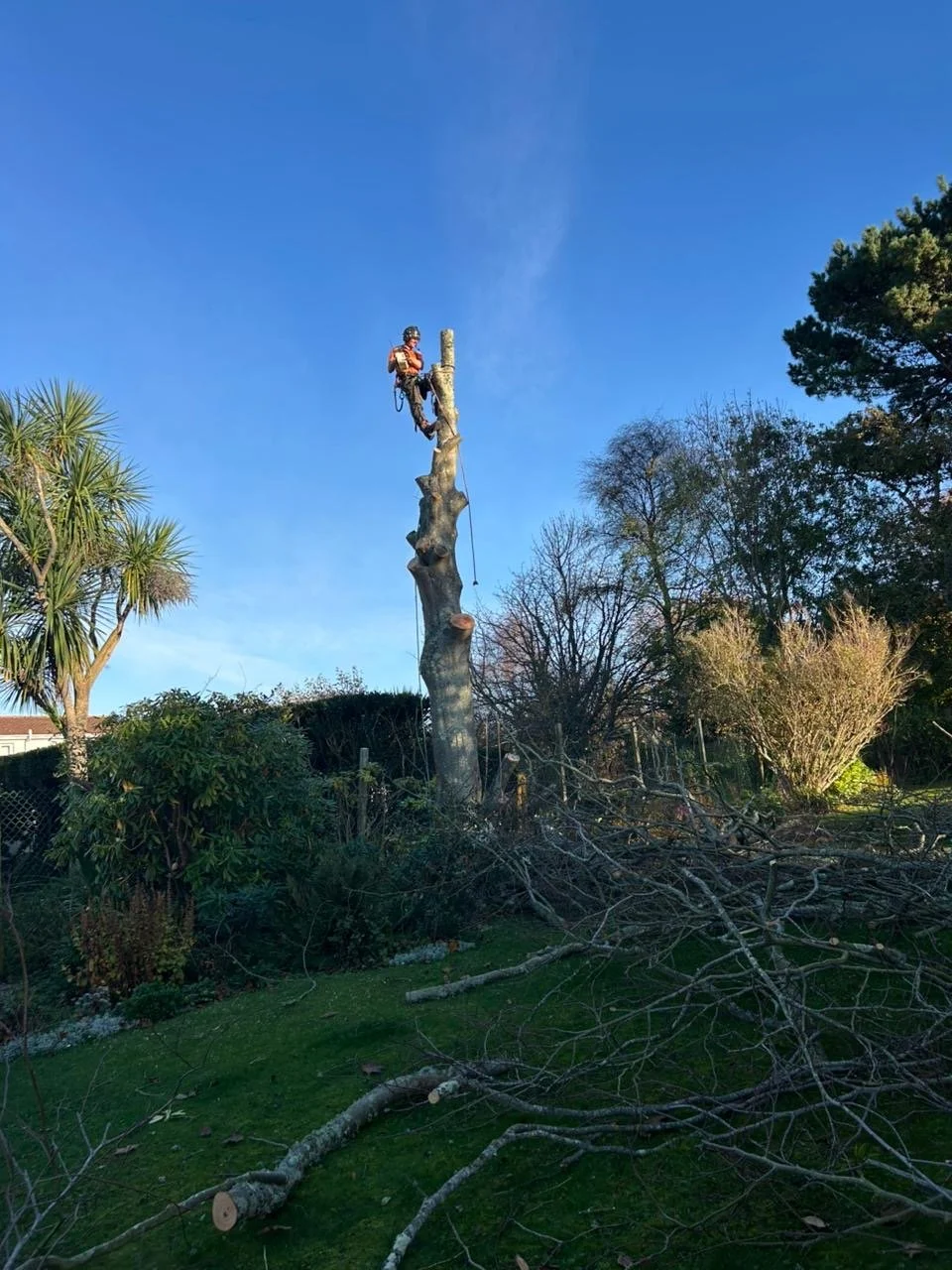 A person wearing safety gear is atop a tall, stripped tree with branches cut off, working amidst branches and limbs on the ground, under a clear blue sky.