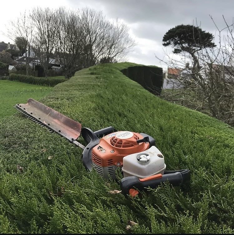 A hedge trimmer resting on a freshly cut hedge in a garden, with trees and houses in the background under an overcast sky.
